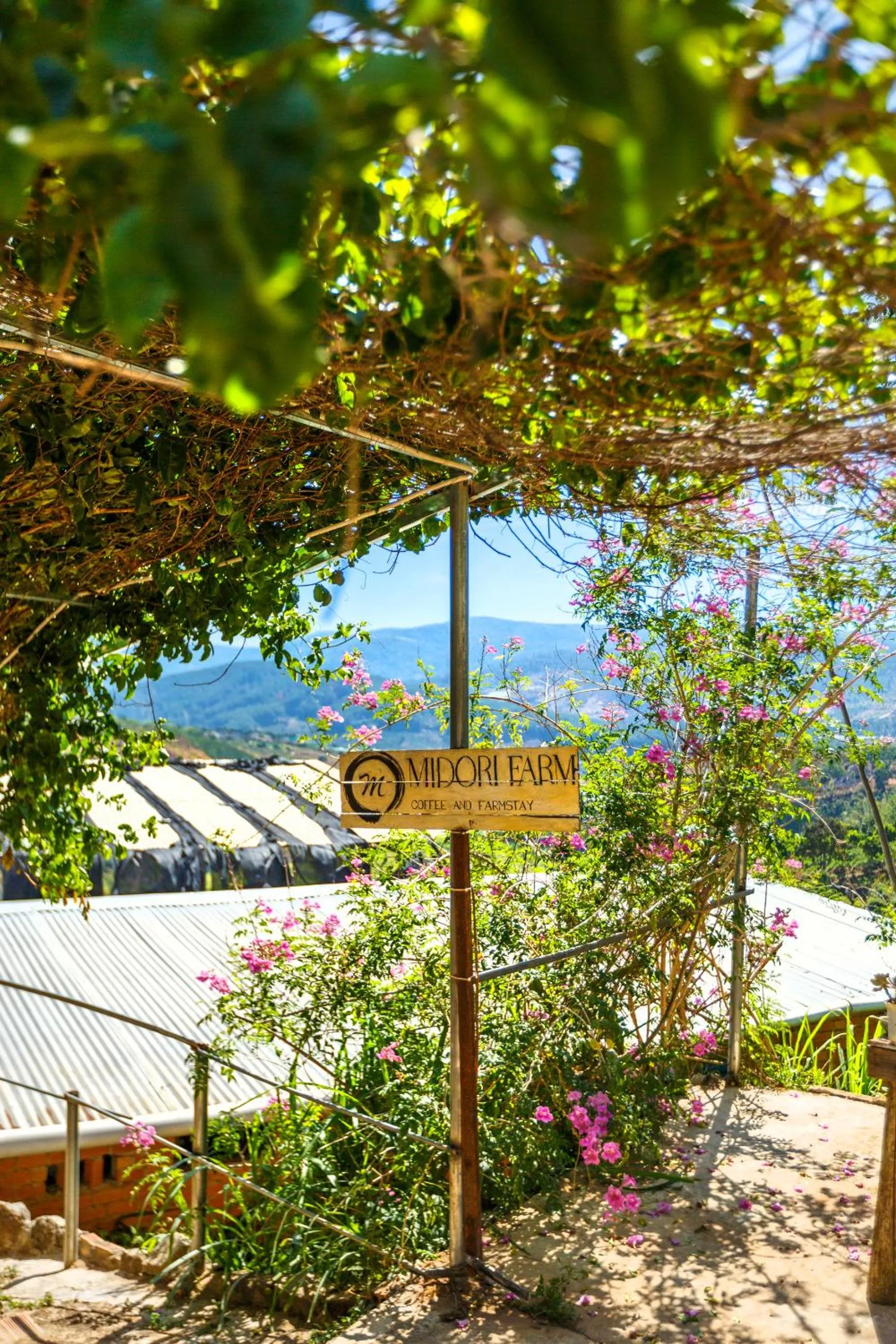 Spring in Midori Heritage Coffee Farm