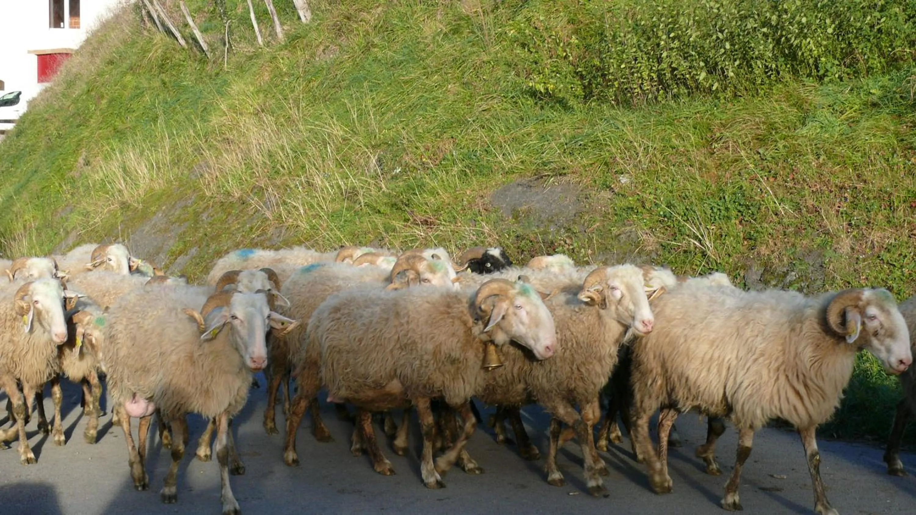 Animals in chambre chez sylvie
