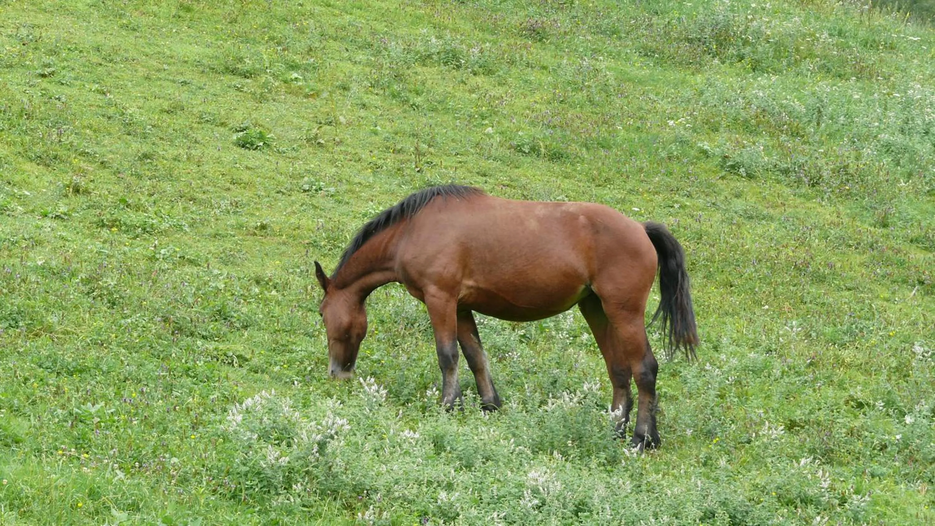 Animals in chambre chez sylvie