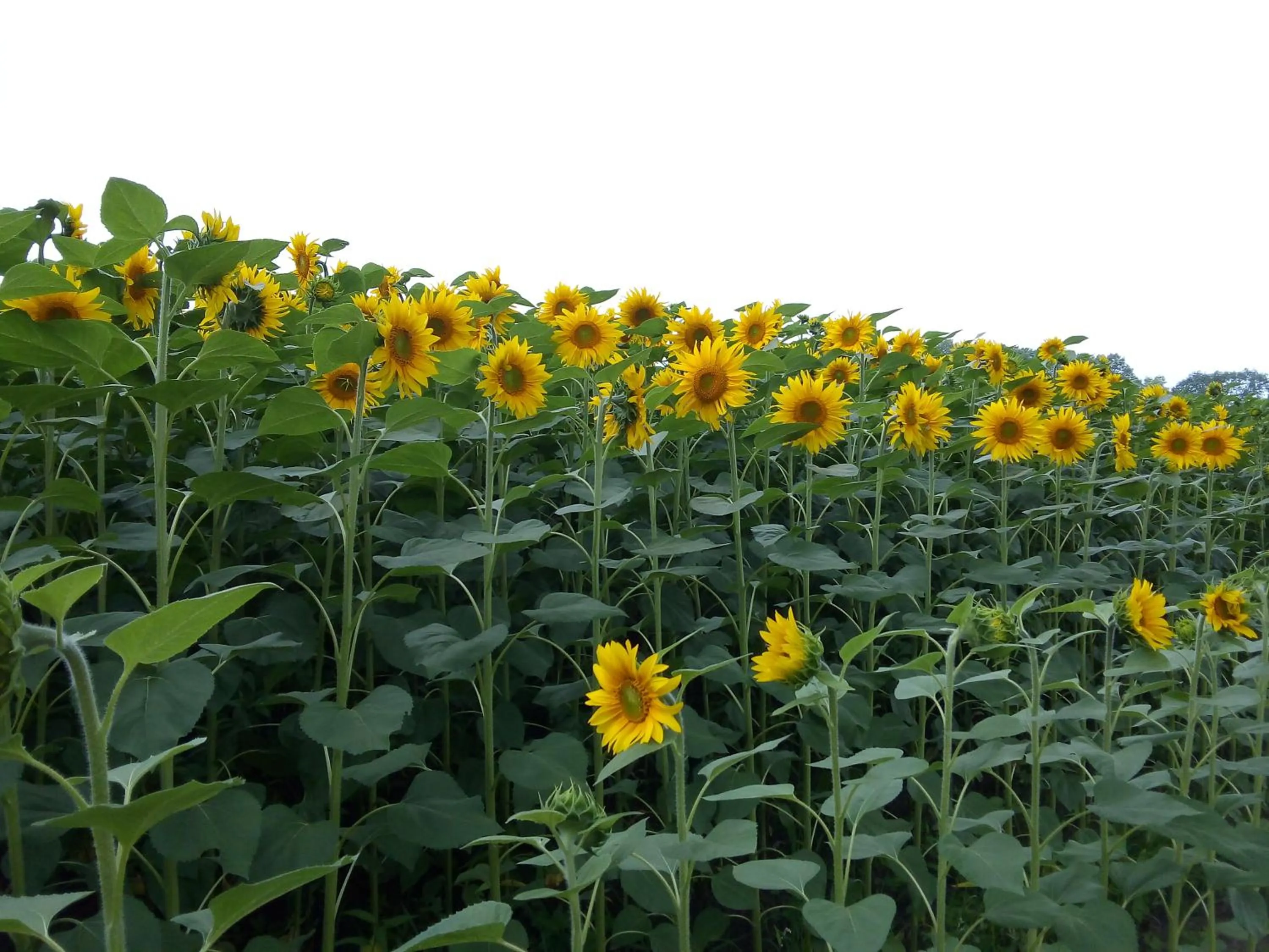 Garden in chambre chez sylvie