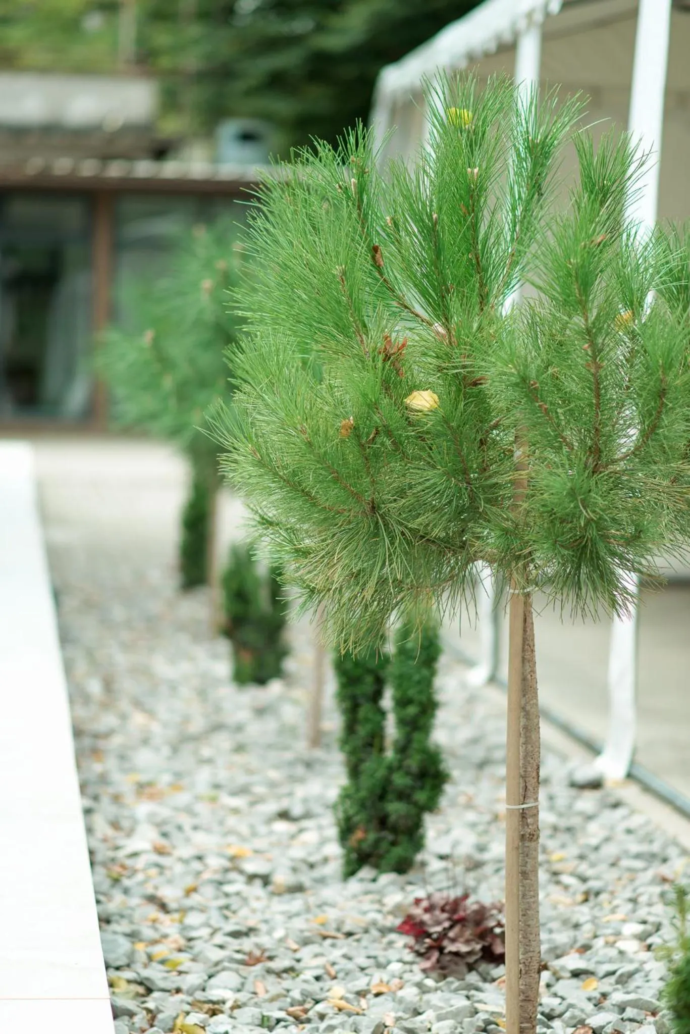 Balcony/Terrace in HOTEL VITAL