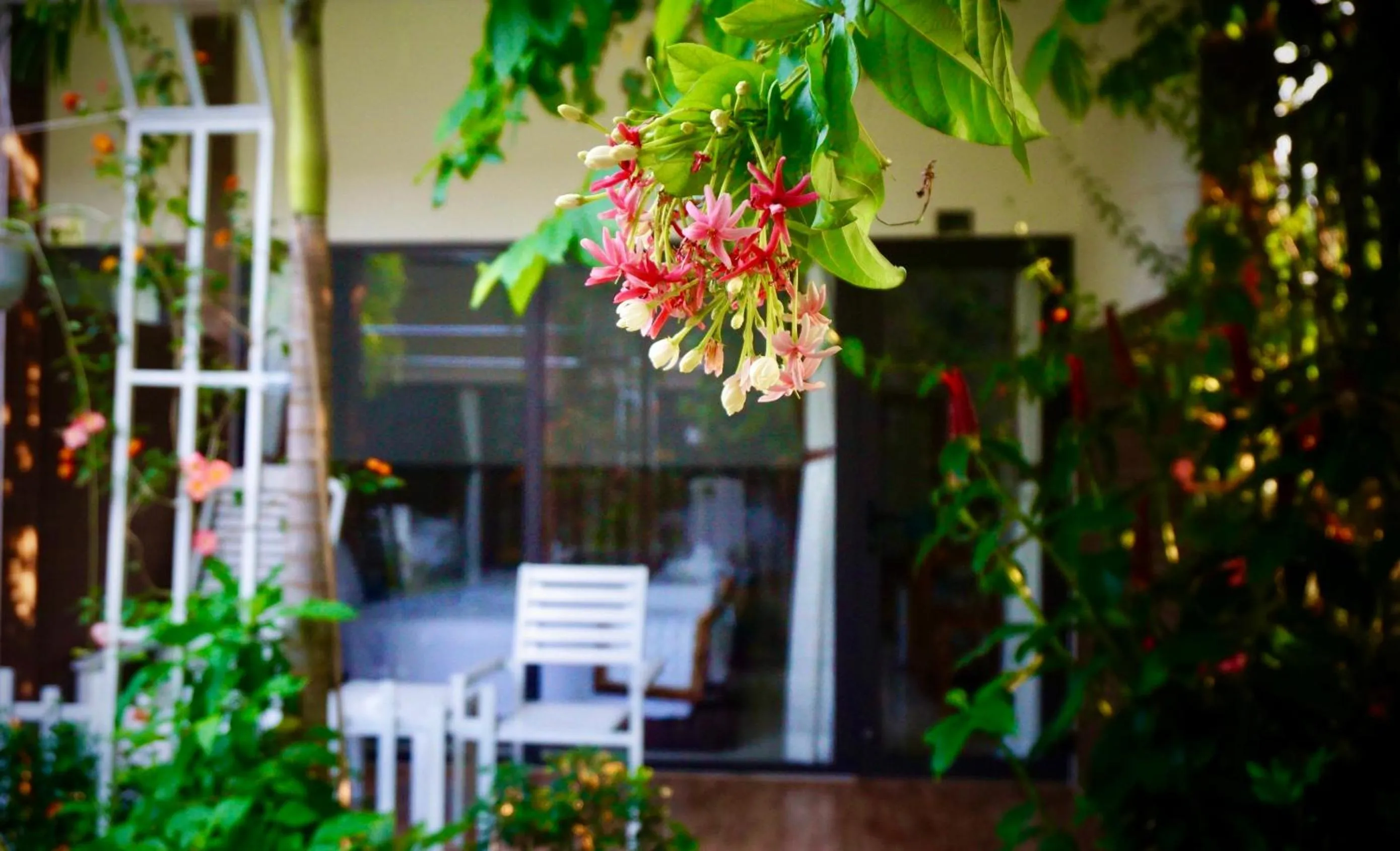 Garden view in Canary Bungalow
