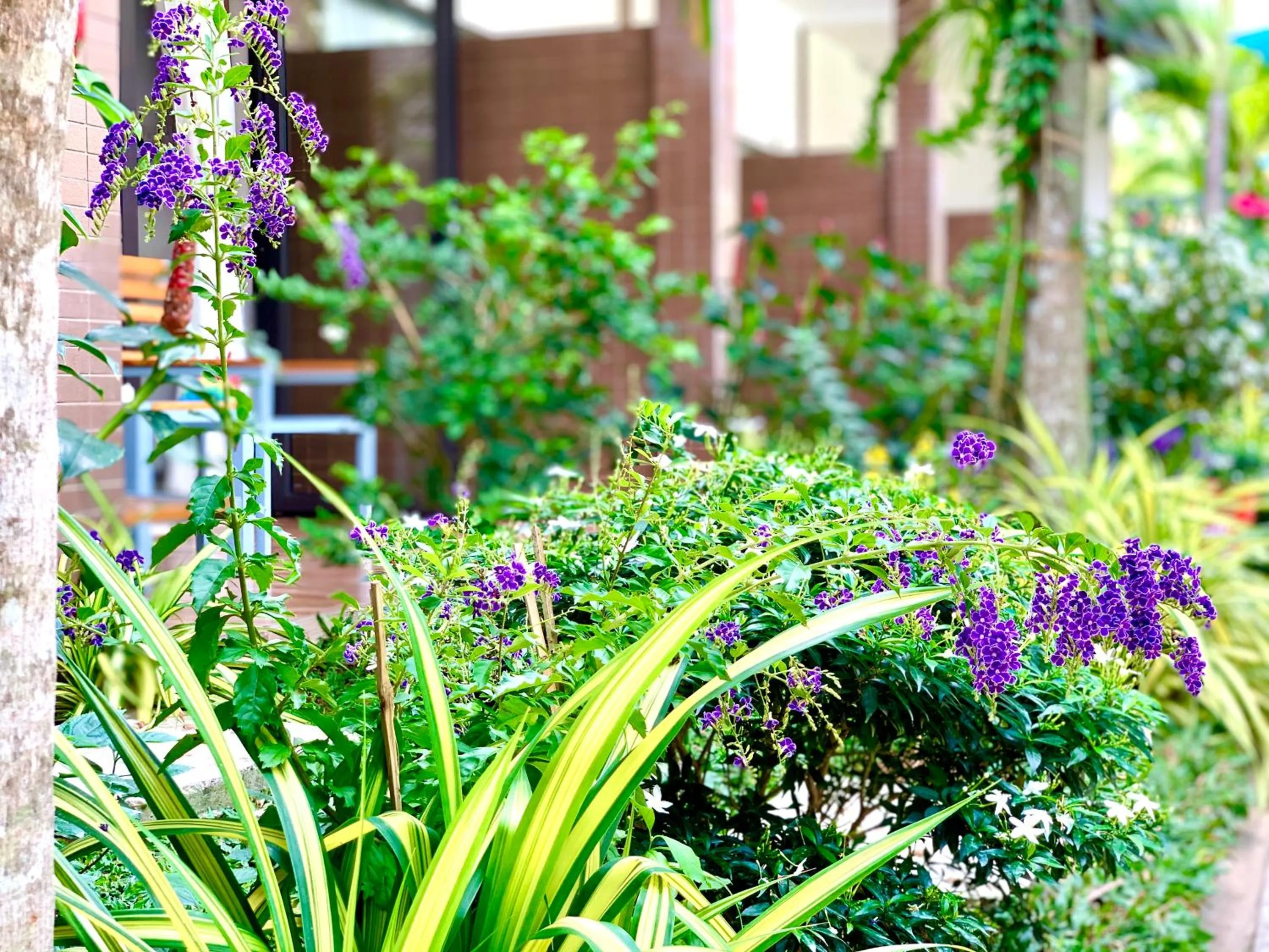Garden in Canary Bungalow