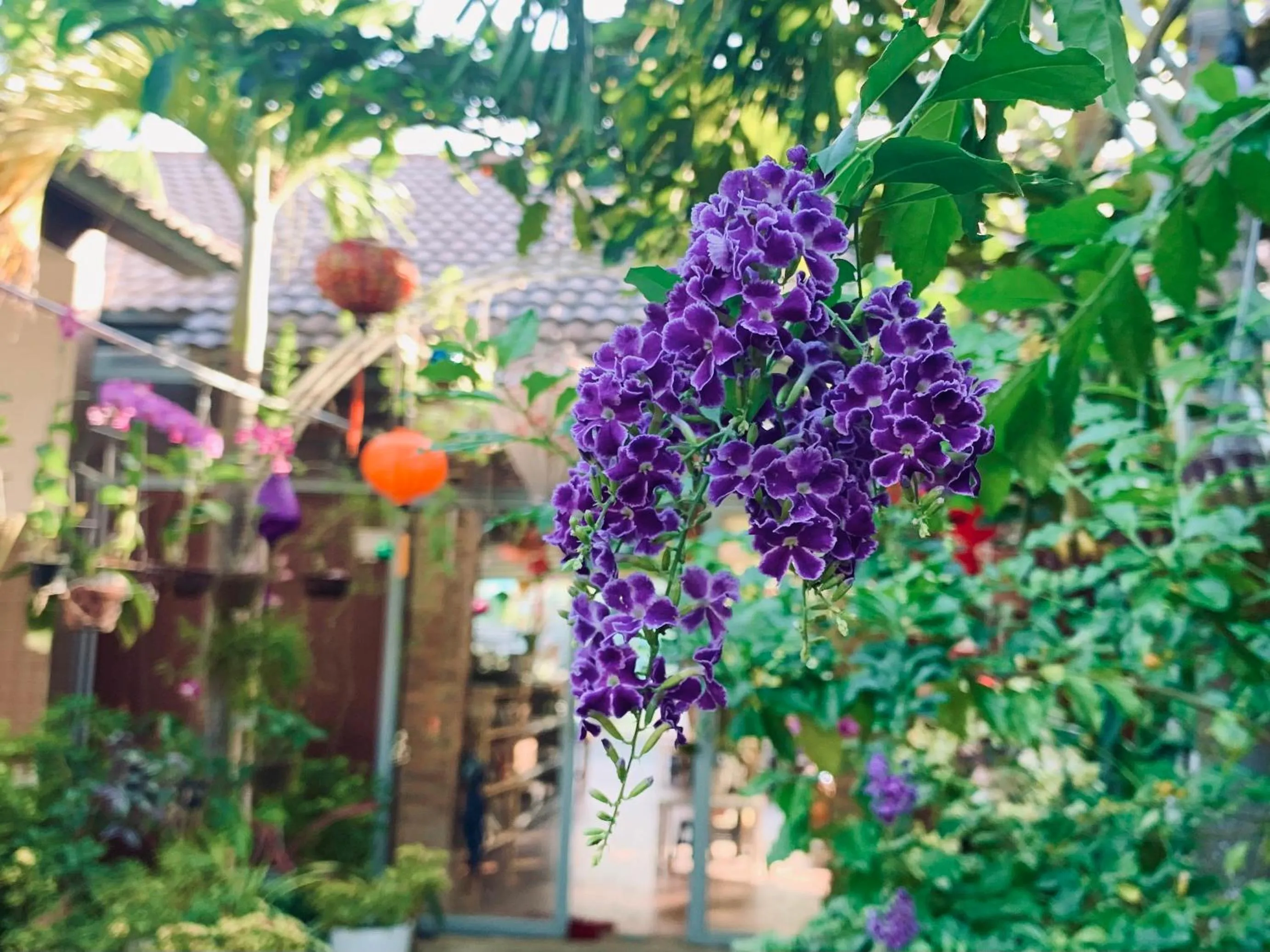 Garden in Canary Bungalow