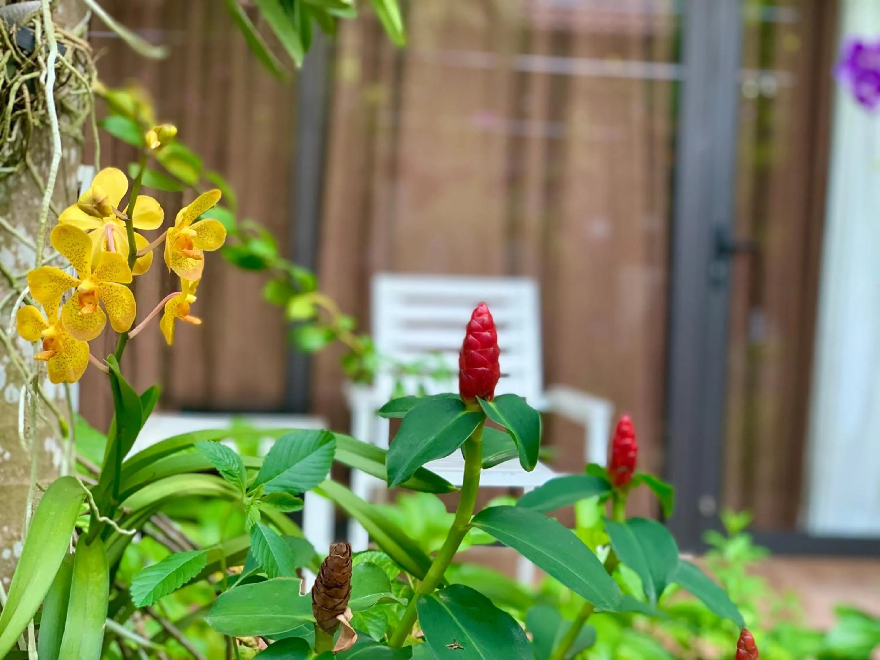 Patio in Canary Bungalow
