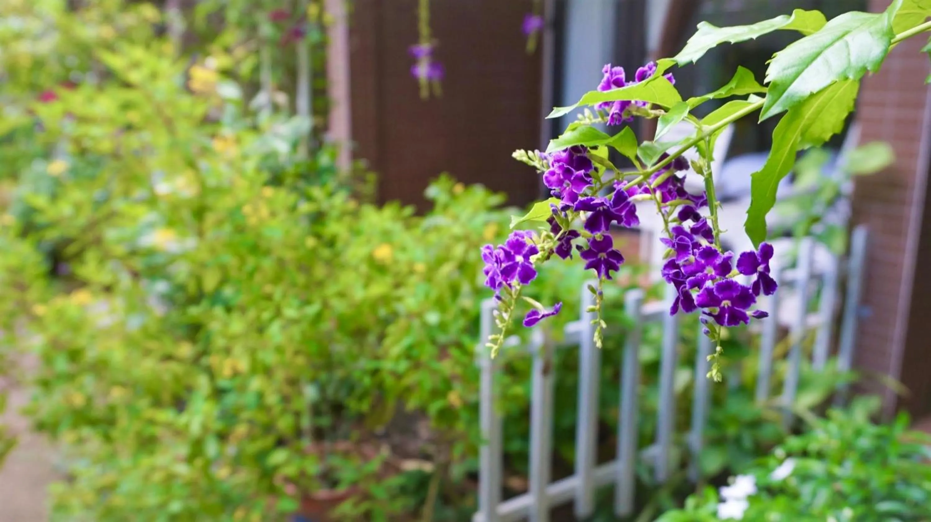 Facade/entrance in Canary Bungalow