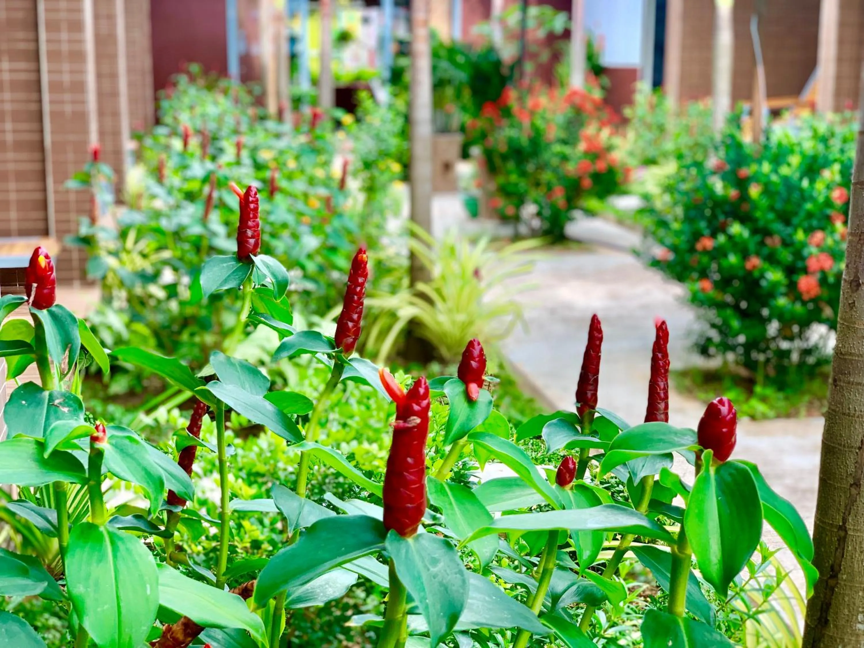 Garden in Canary Bungalow
