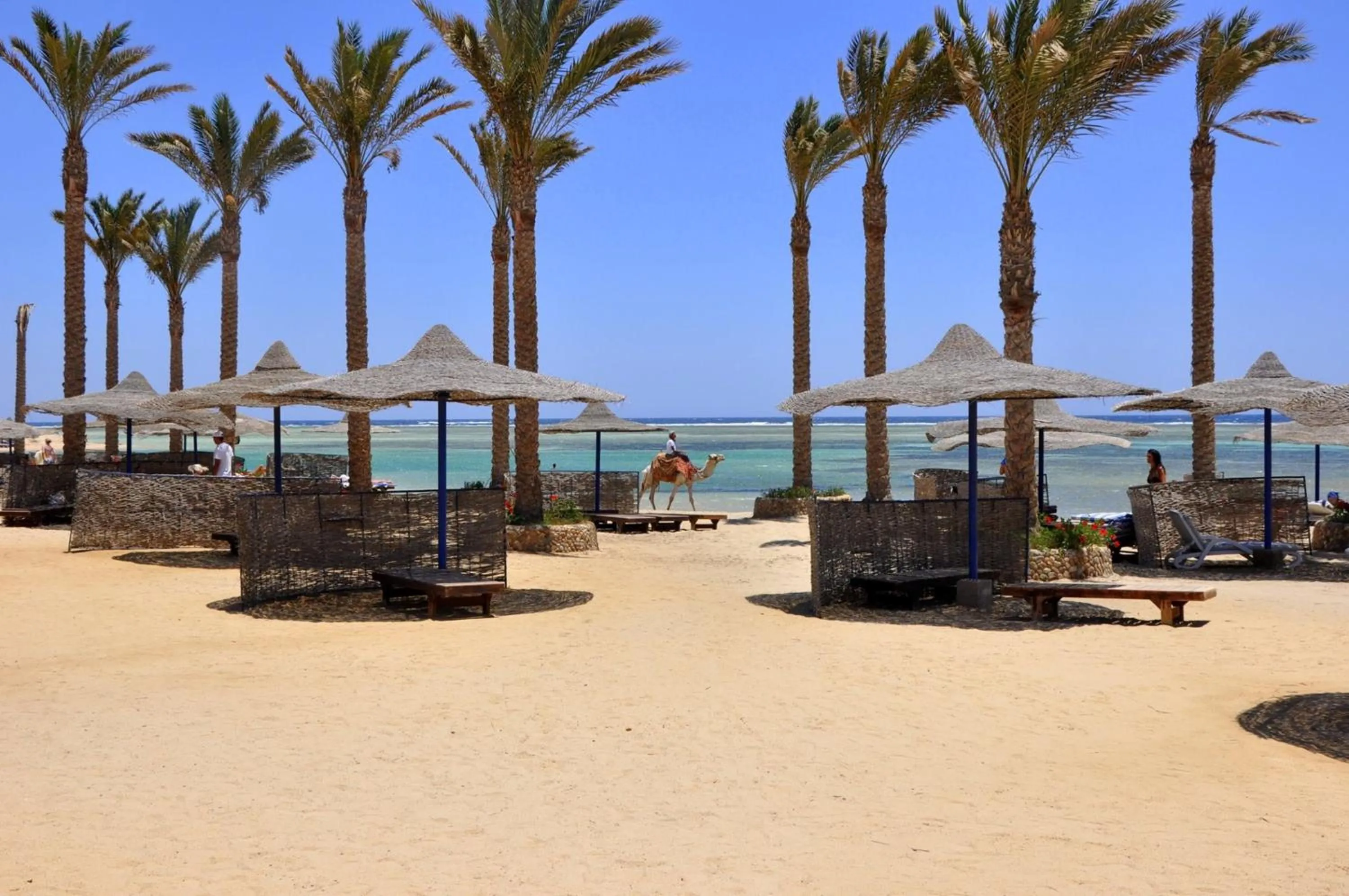 Beach in Blend Elphistone Resort Marsa Alam
