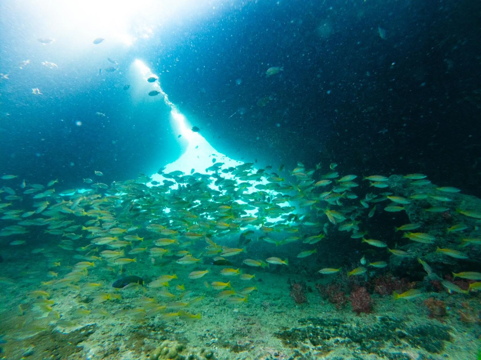 Animals in Mayalay Resort-Green Hotel