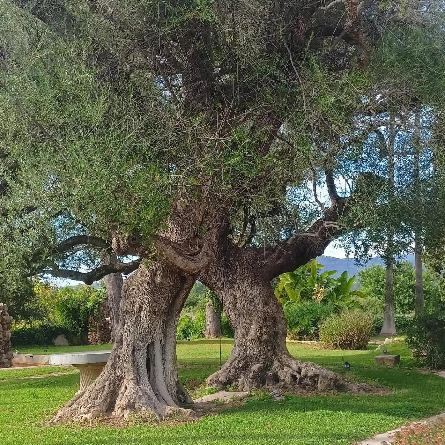 Garden in Sa Cabana Hotel & Spa - Adults Only