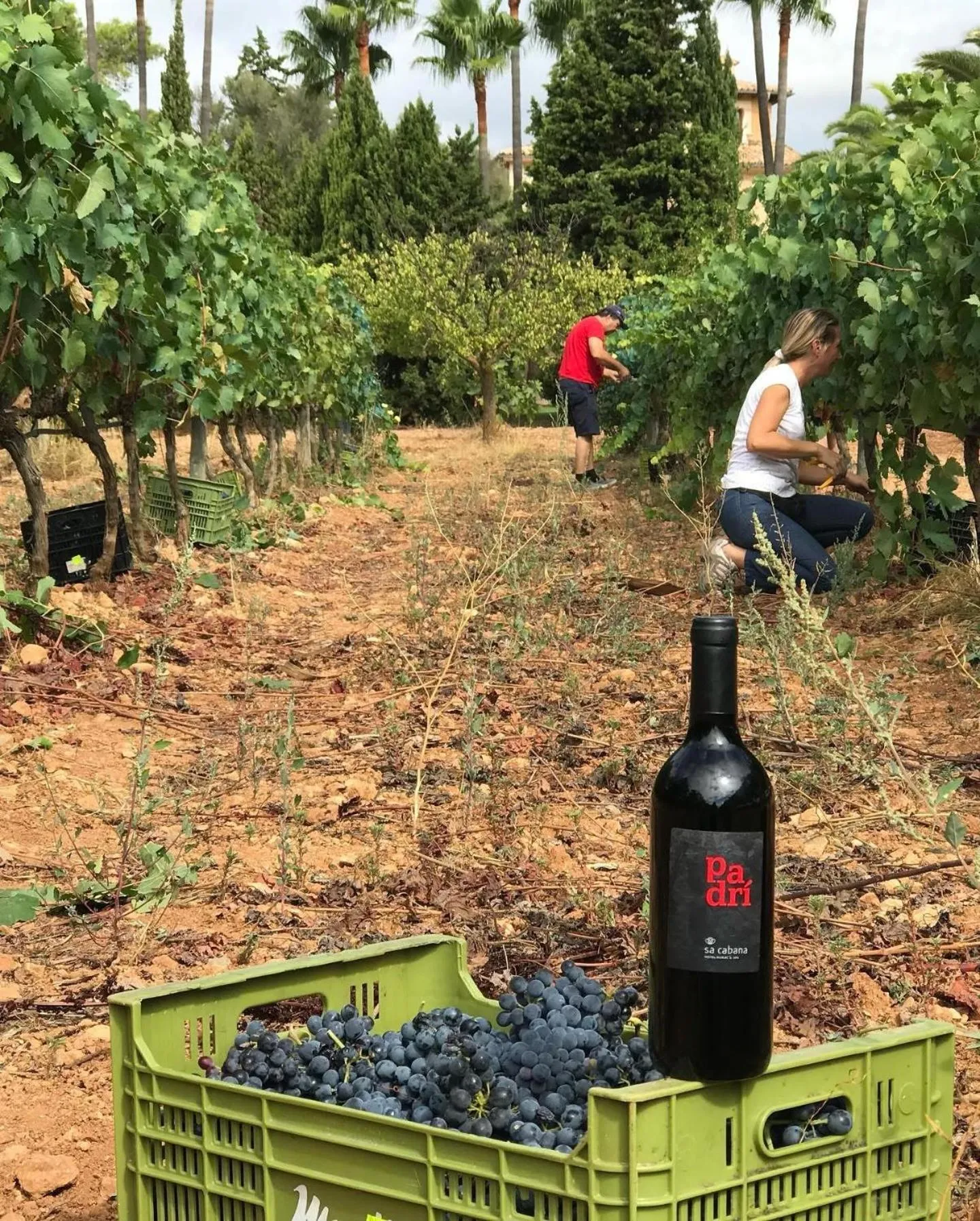 Garden in Sa Cabana Hotel & Spa - Adults Only