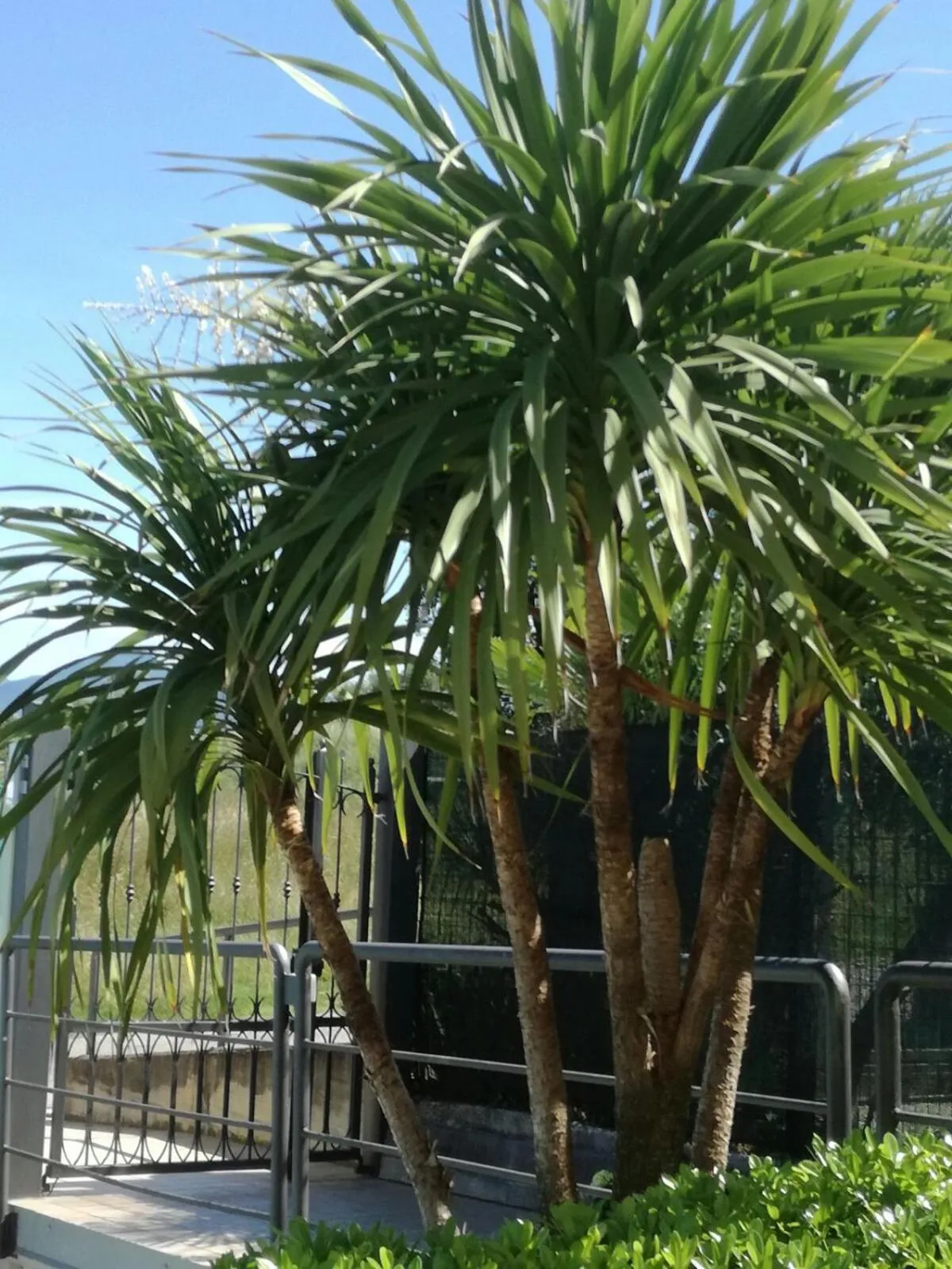 Swimming pool in Residenza Orchidee