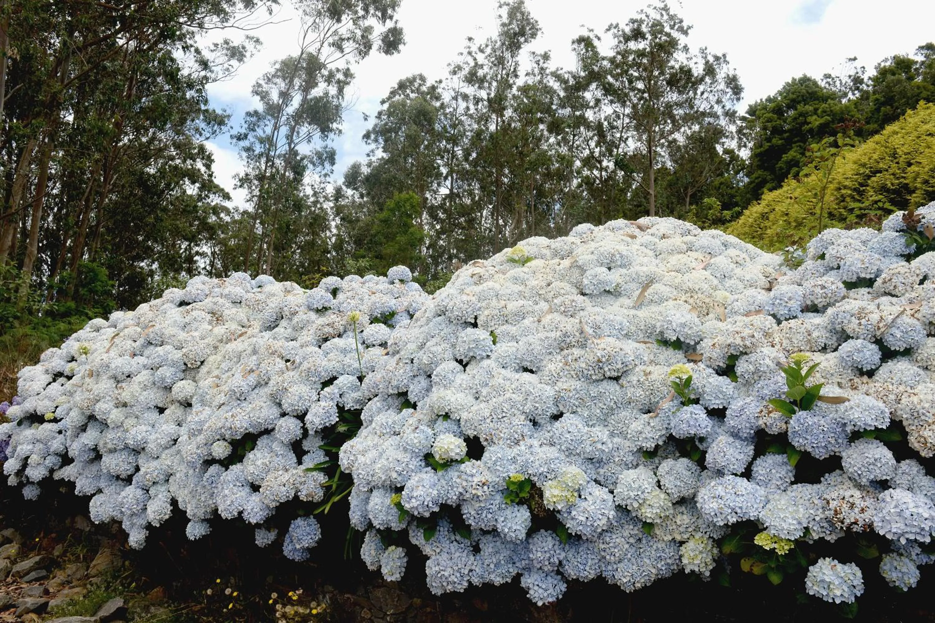 Garden view in Quinta Da Cova Do Milho