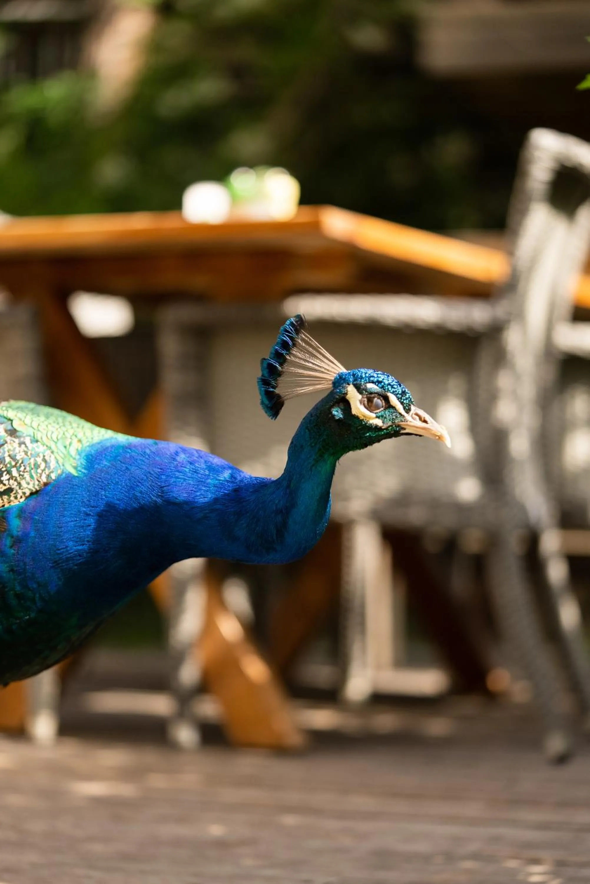 Animals in Golden Key Bordubet