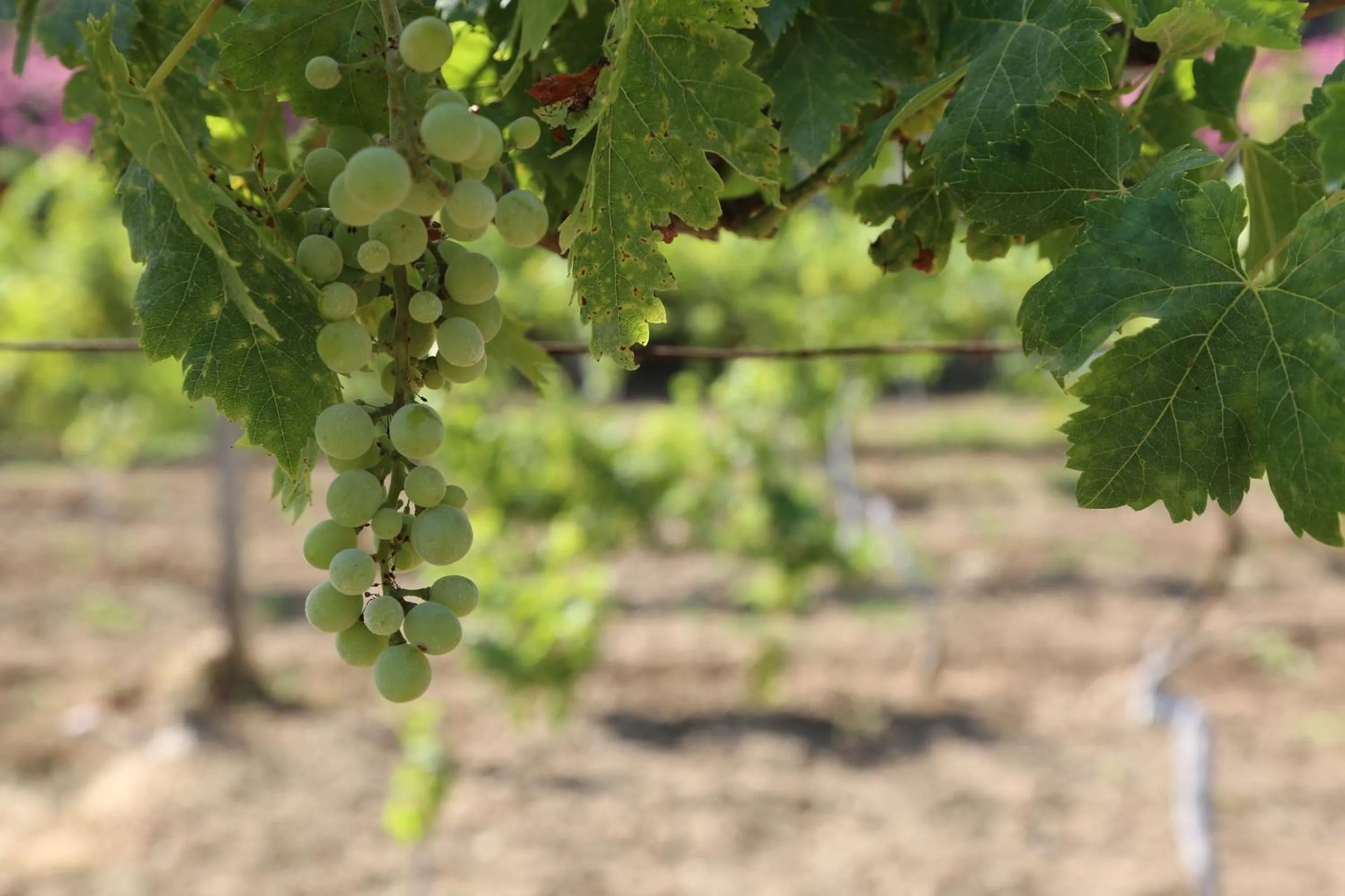 Food and drinks in Golden Key Bordubet