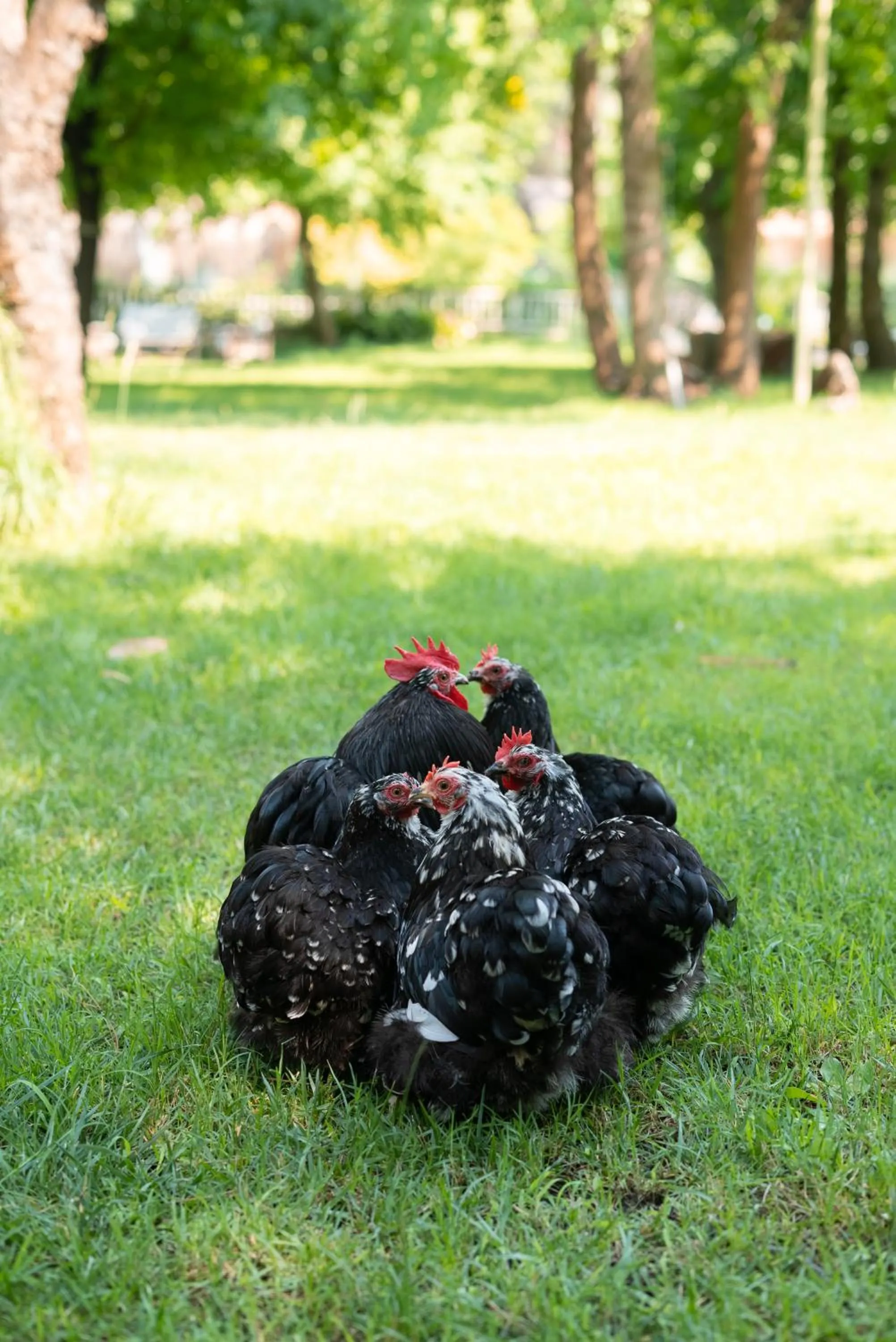 Animals in Golden Key Bordubet