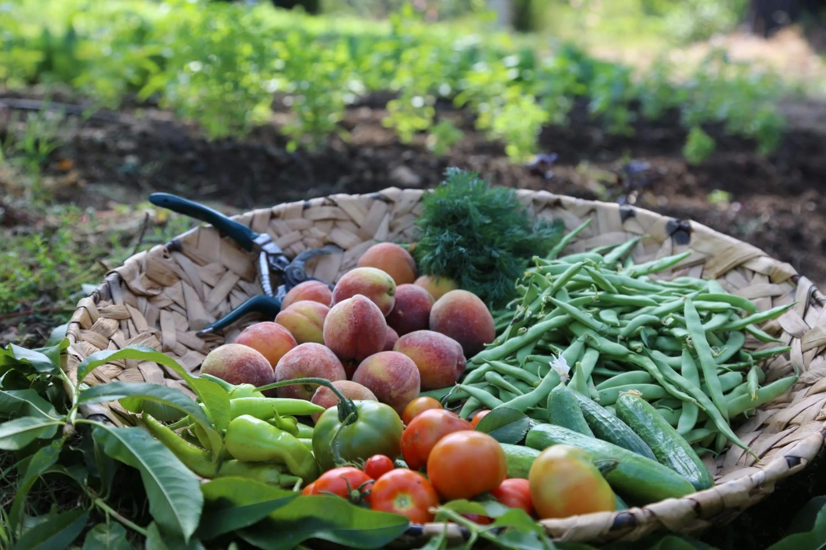 Food and drinks in Golden Key Bordubet