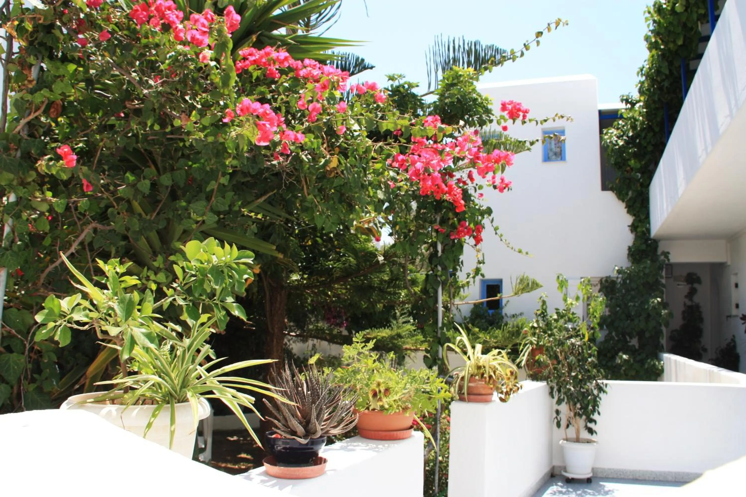 Garden in Loukia Apartments & Studios