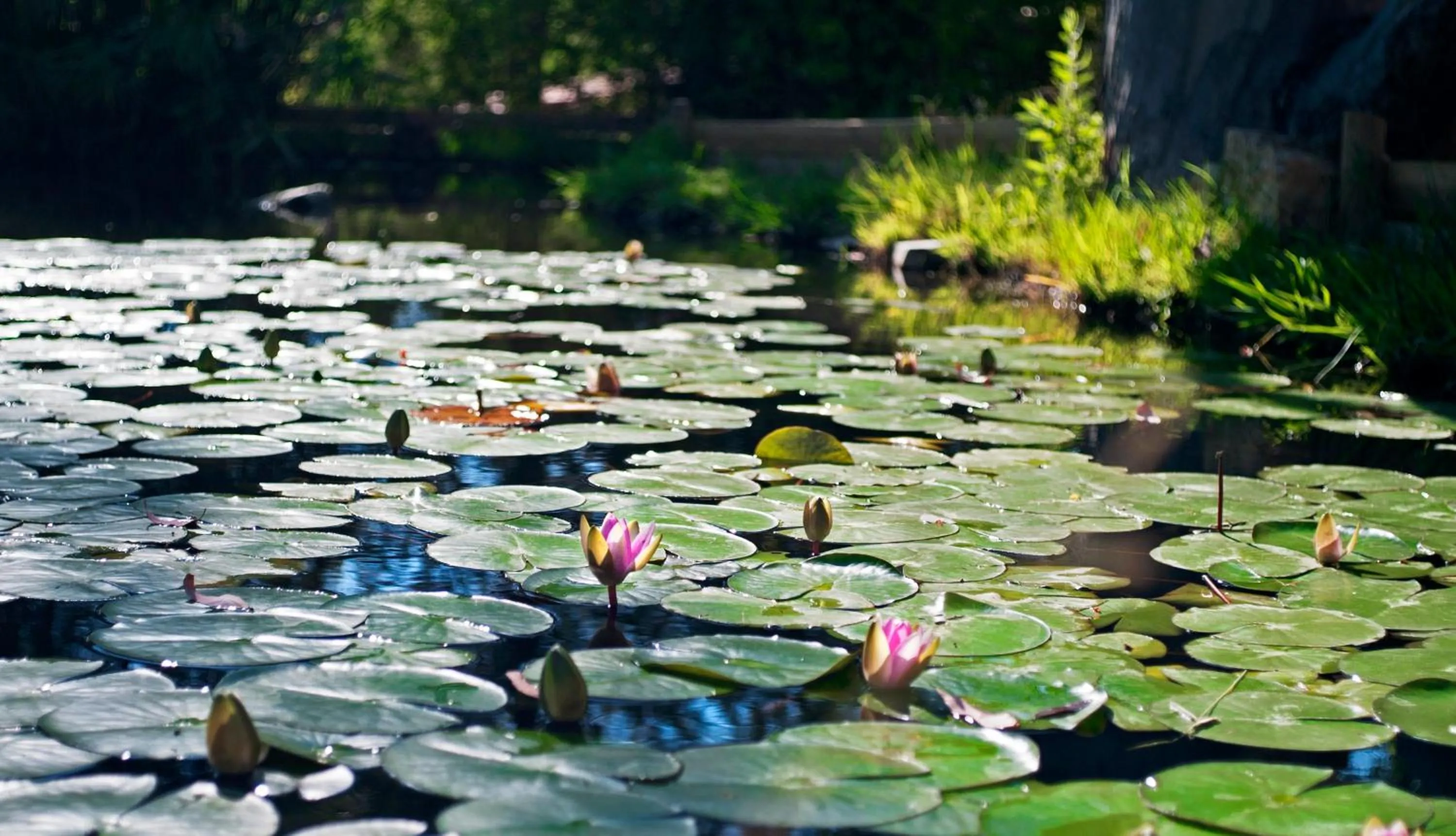 Natural landscape in Hotel Capo Sud