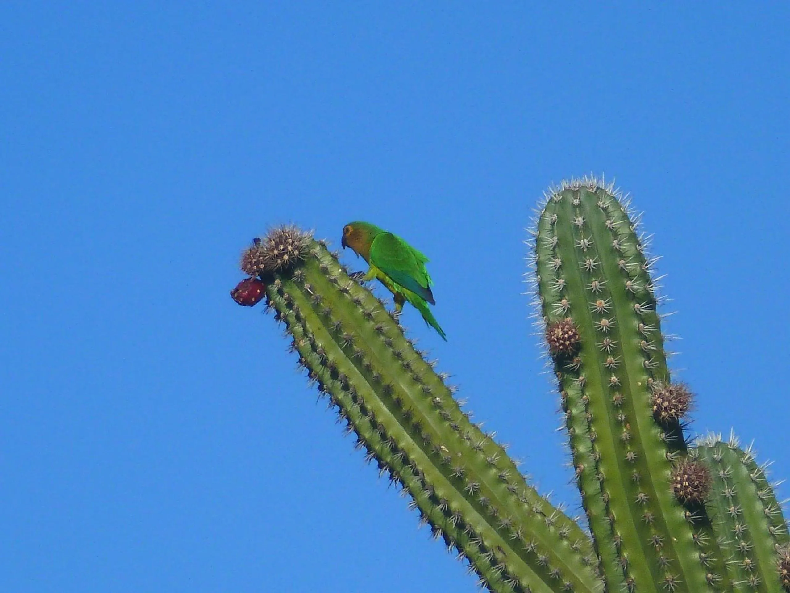 View (from property/room) in Alta Montaña