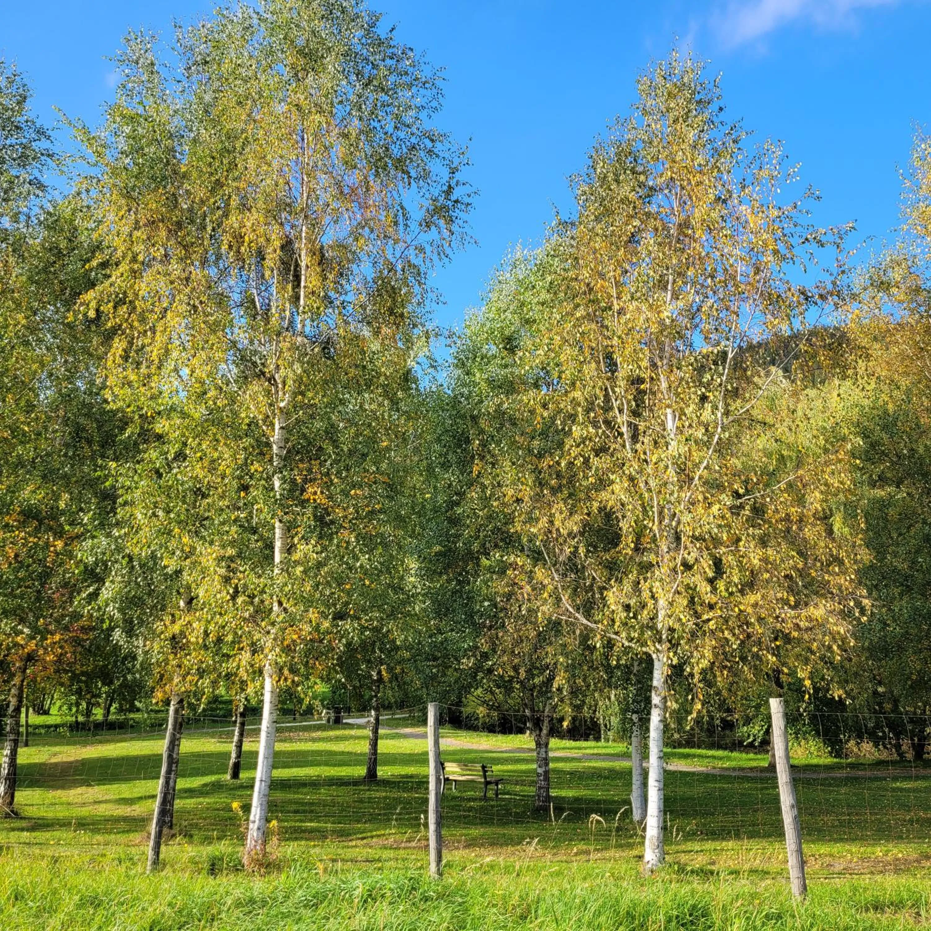 Garden in Hotel Helios