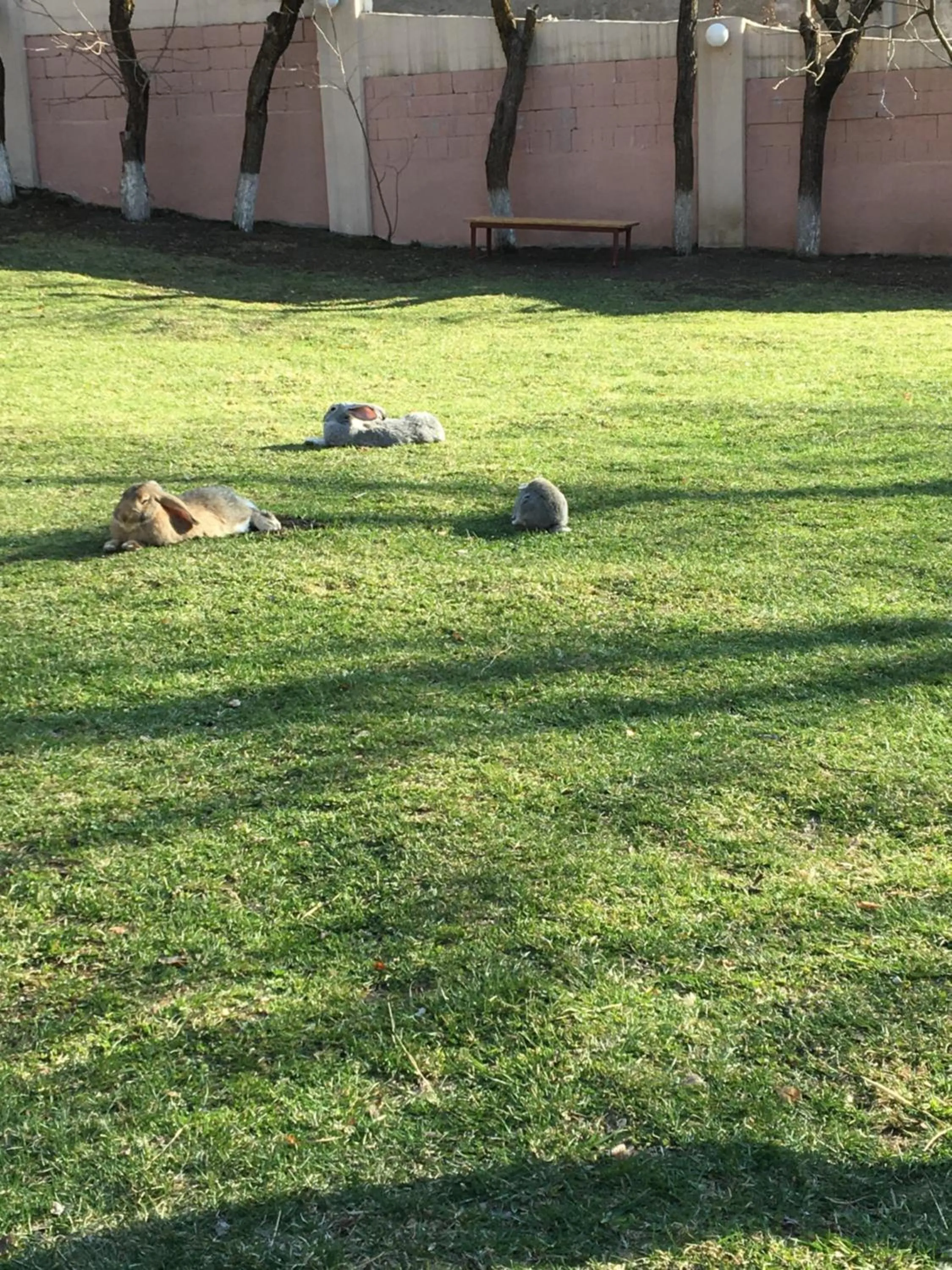 Pets in GreenWood Hotel