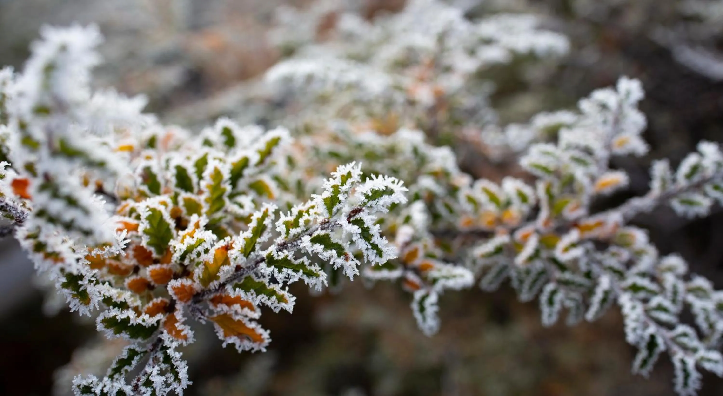 Garden in Río Serrano Hotel + Spa