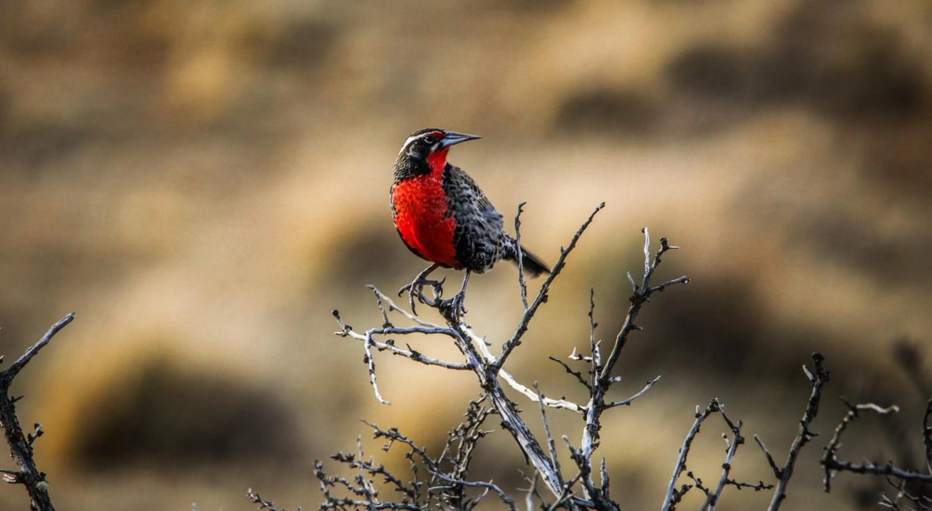 Animals in Río Serrano Hotel + Spa
