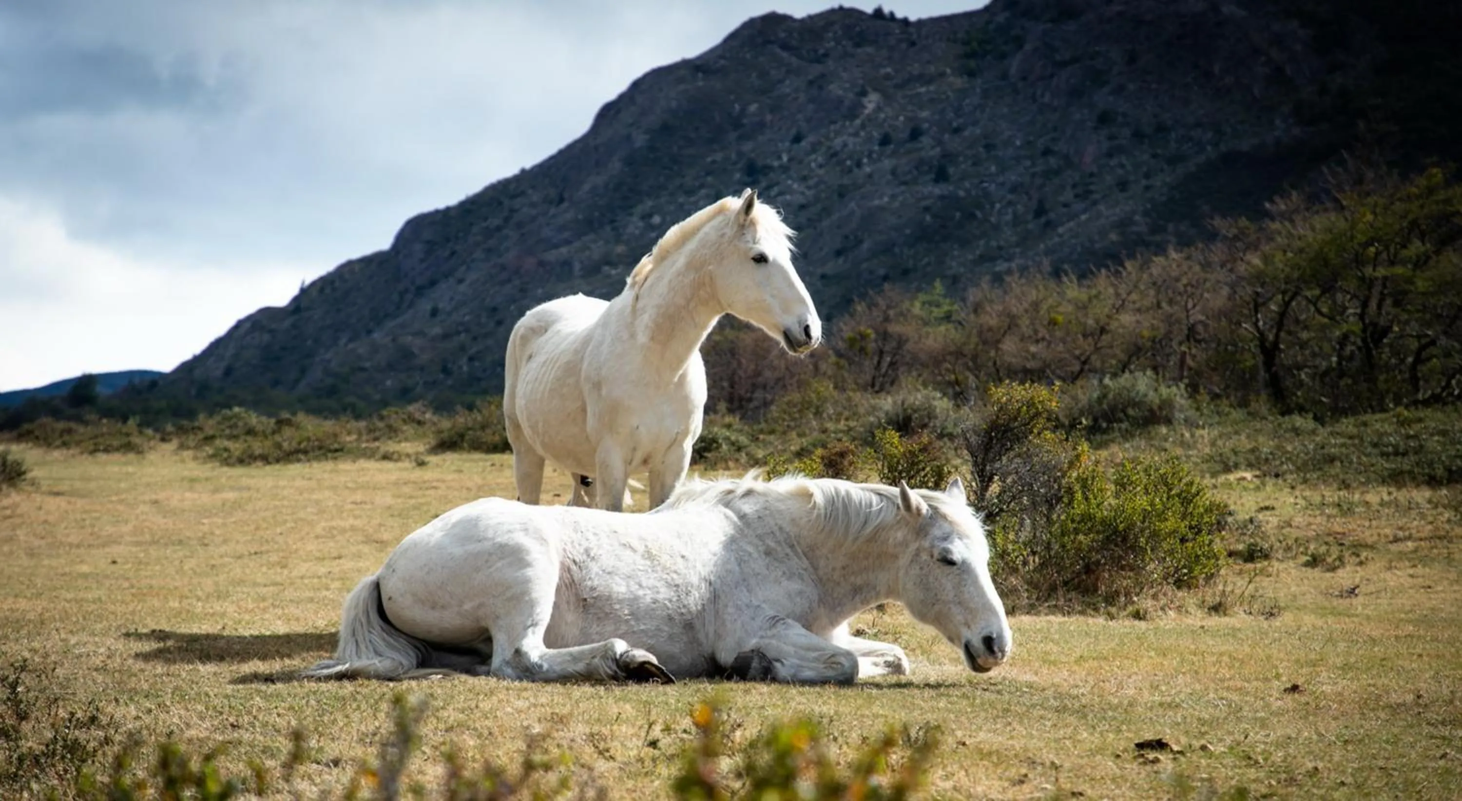 Animals in Río Serrano Hotel + Spa