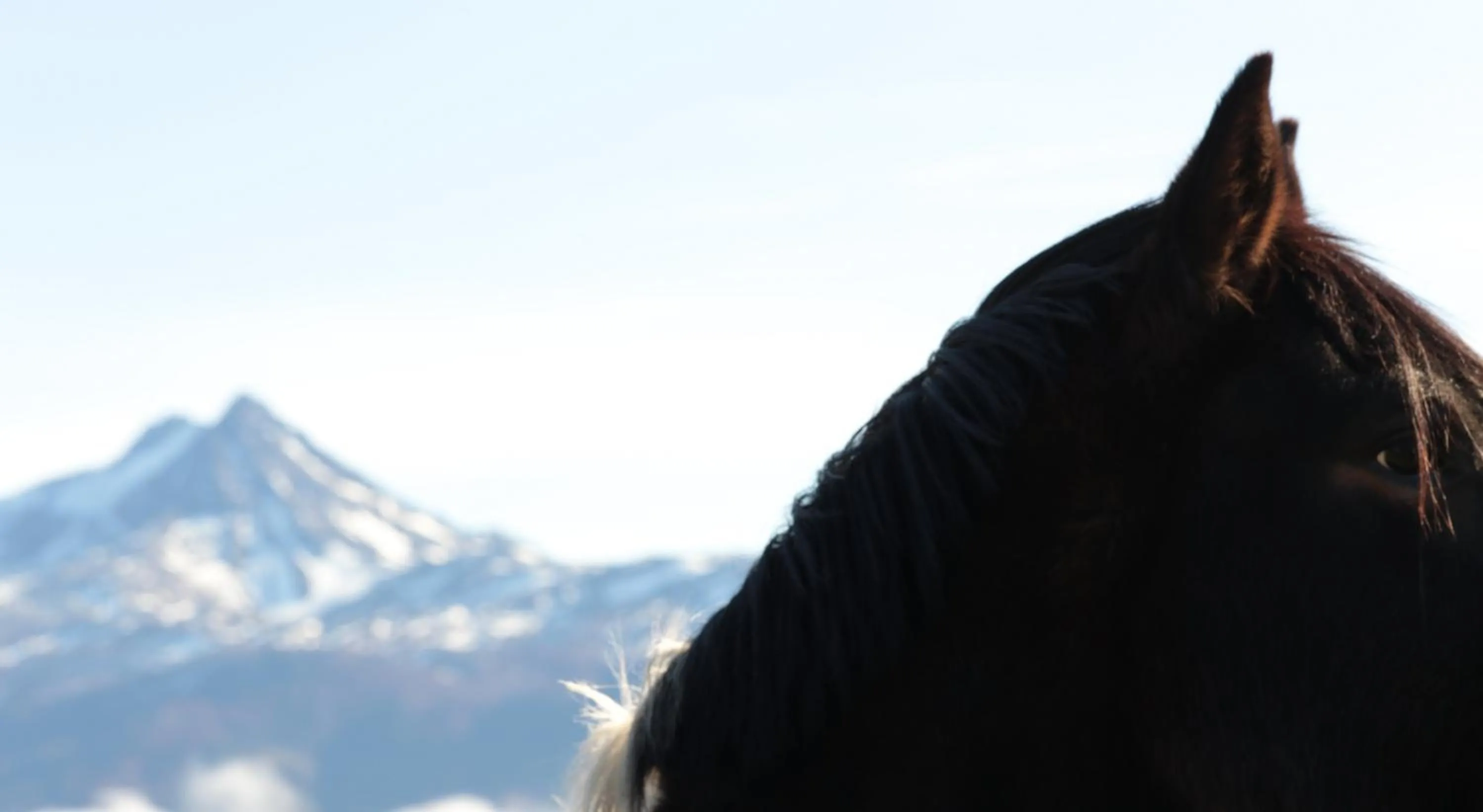 Animals in Río Serrano Hotel + Spa