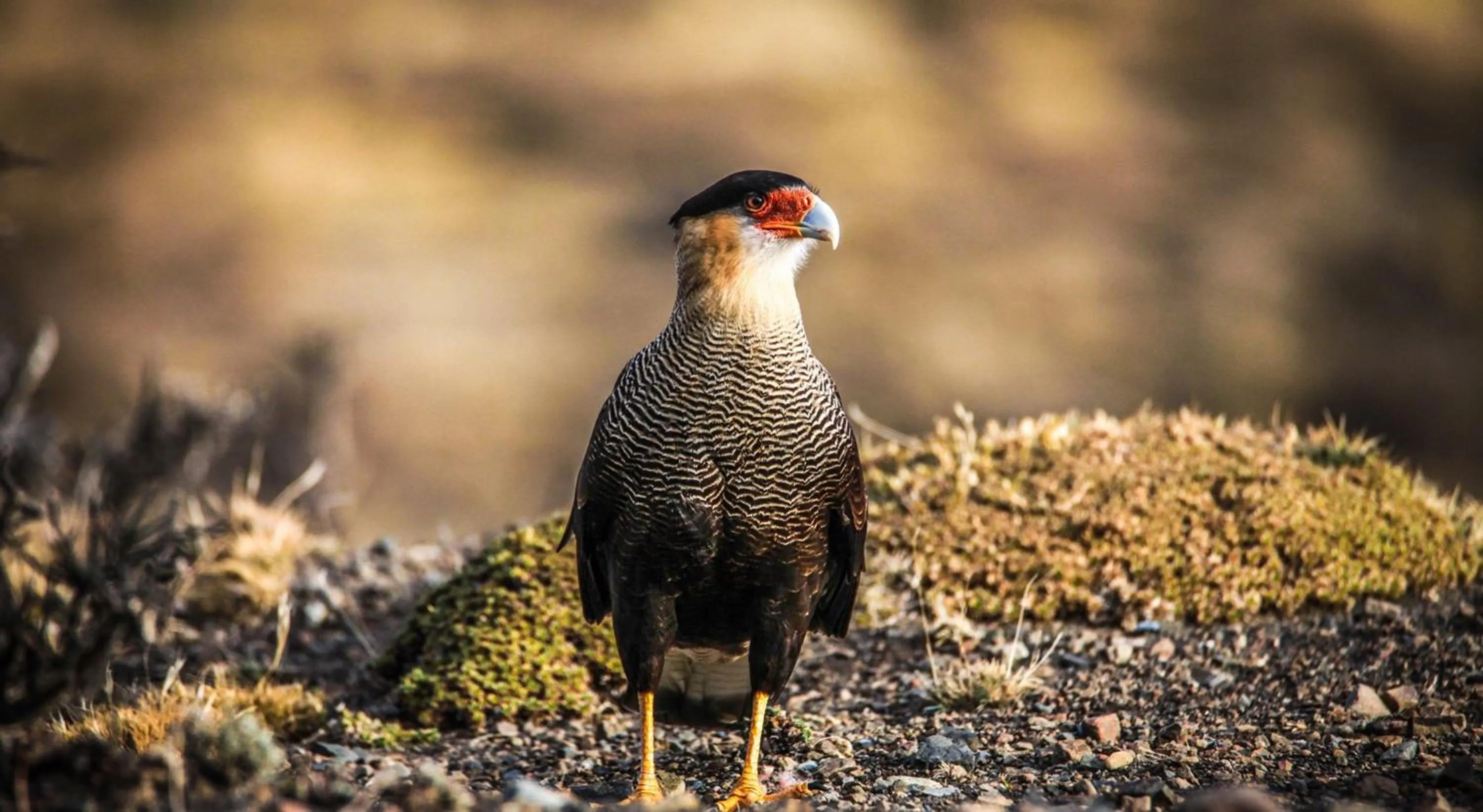 Animals in Río Serrano Hotel + Spa