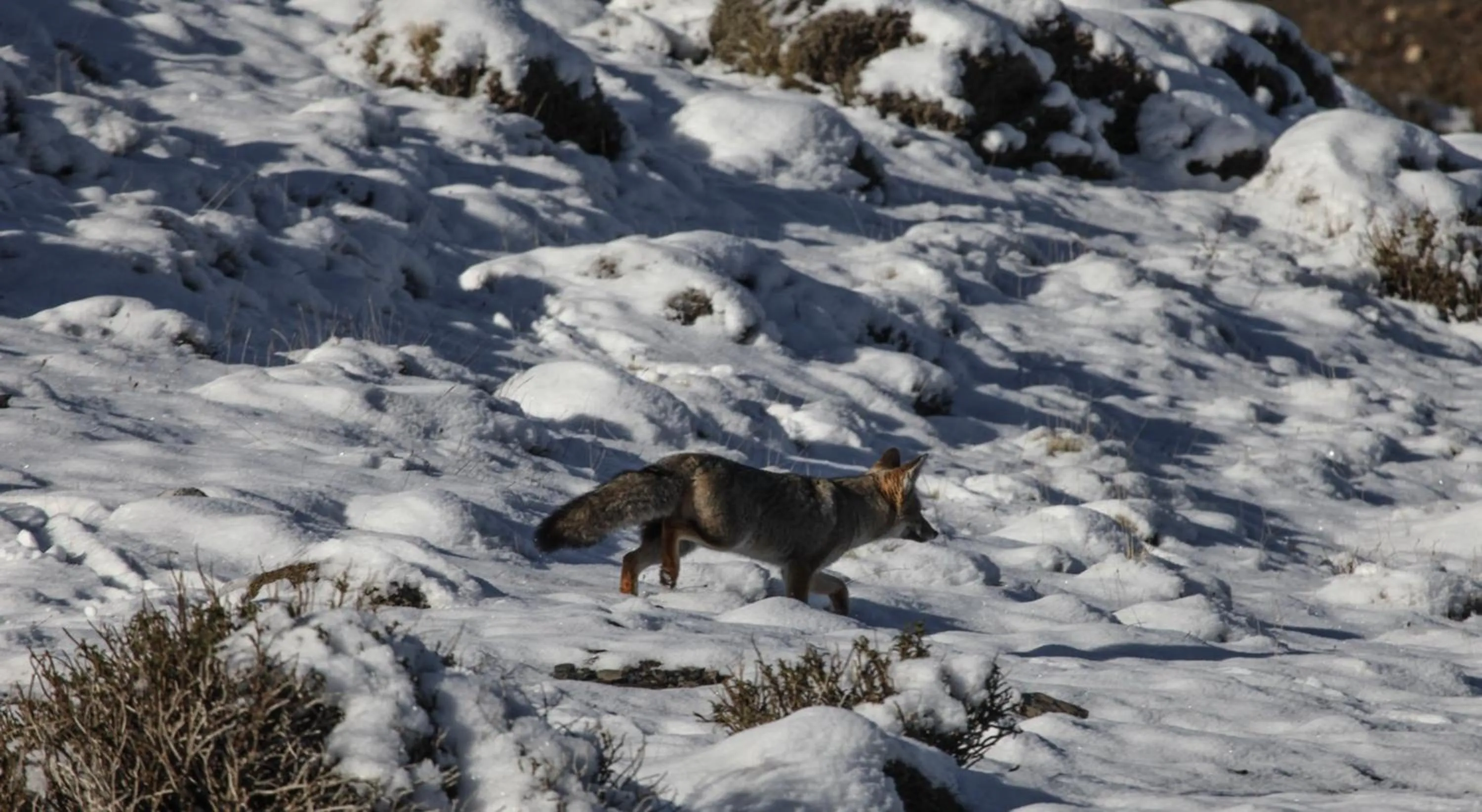 Animals in Río Serrano Hotel + Spa