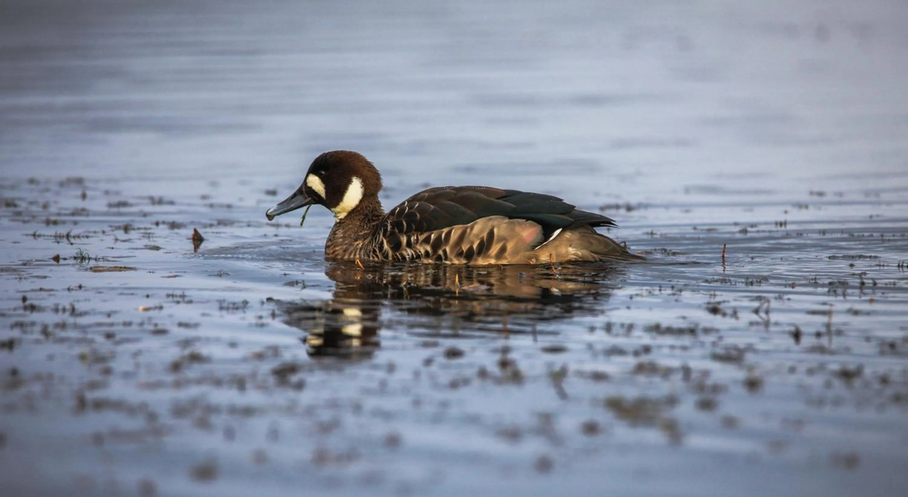 Animals in Río Serrano Hotel + Spa