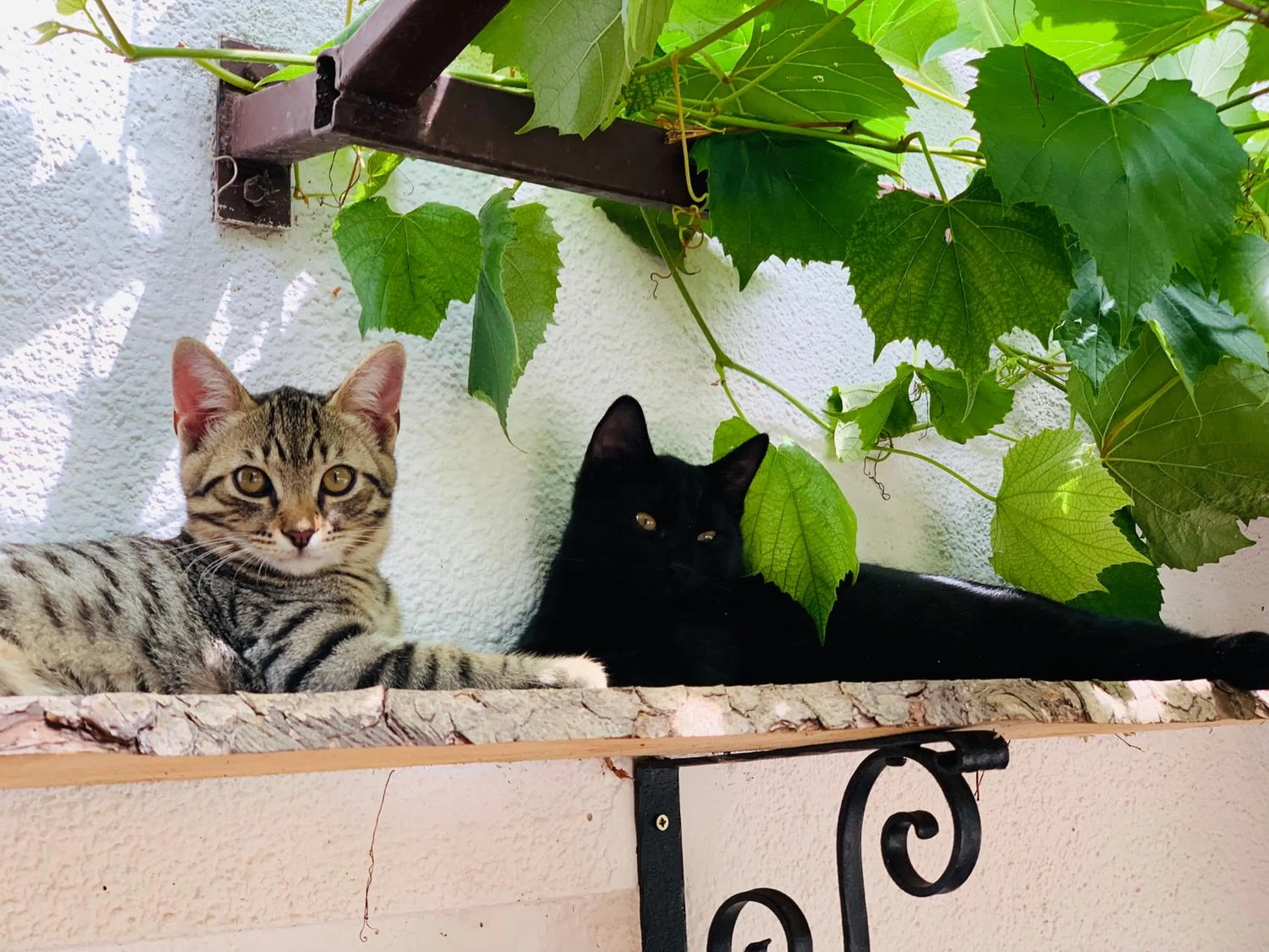 Pets in Penzion Pibernik