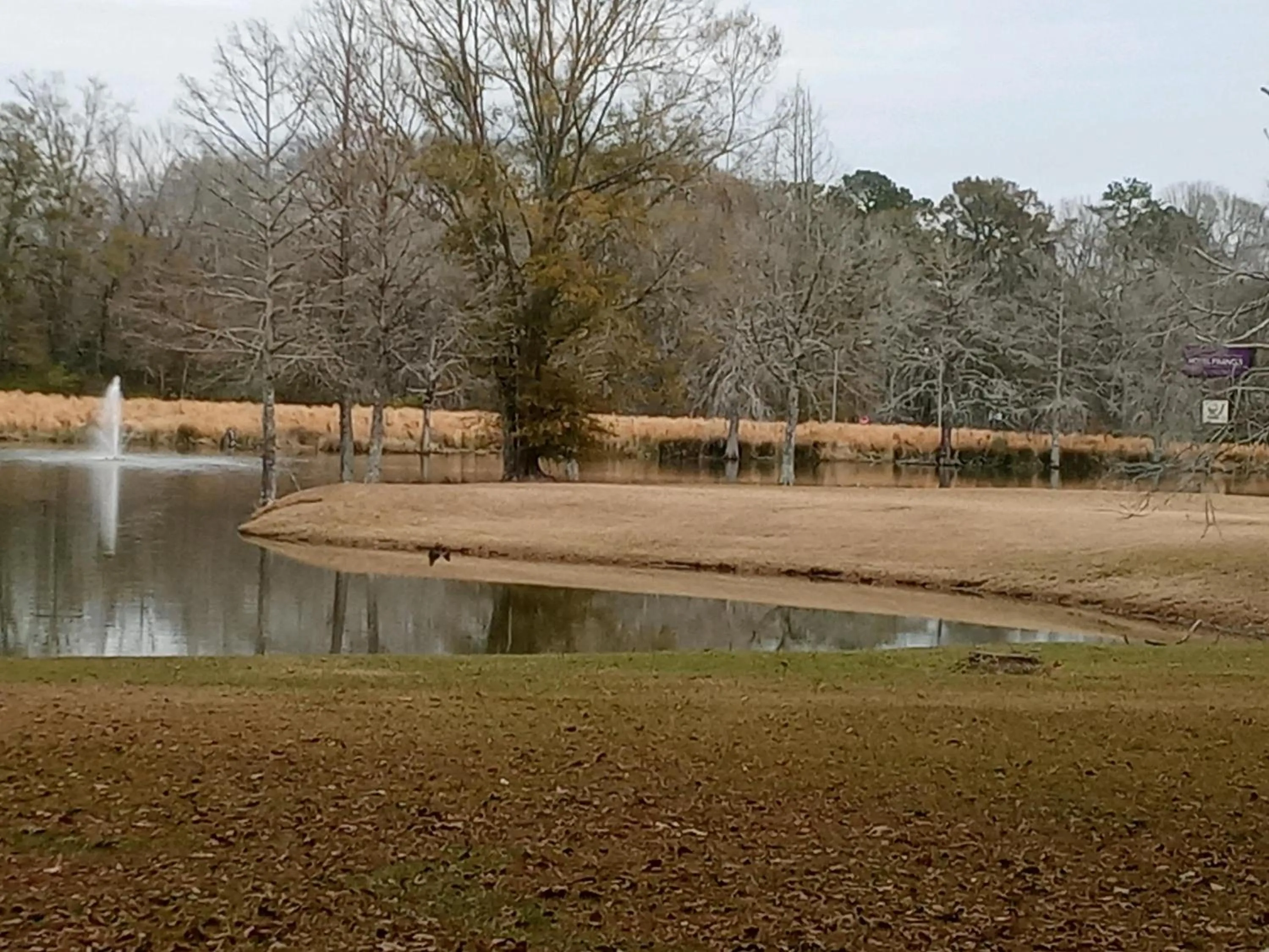 Natural landscape in Hotel Francis