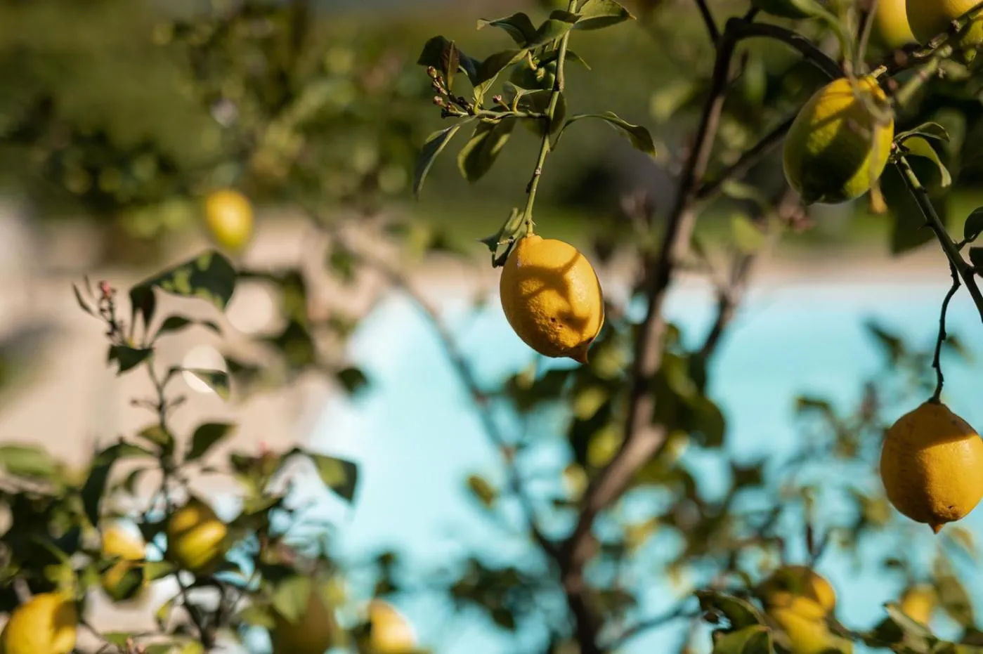Garden in Hotel Traminerhof