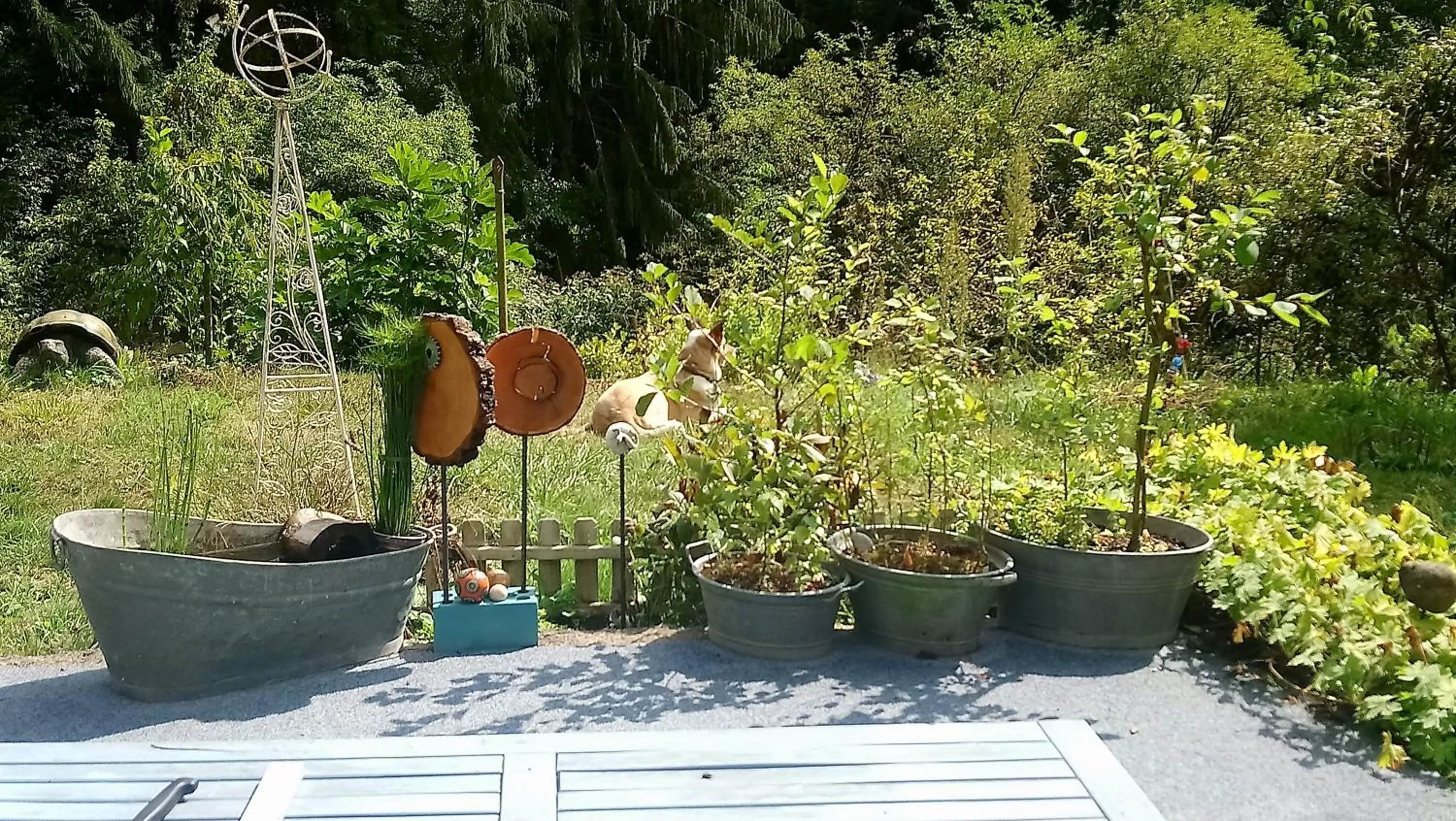 Garden in Haus 3 Birken