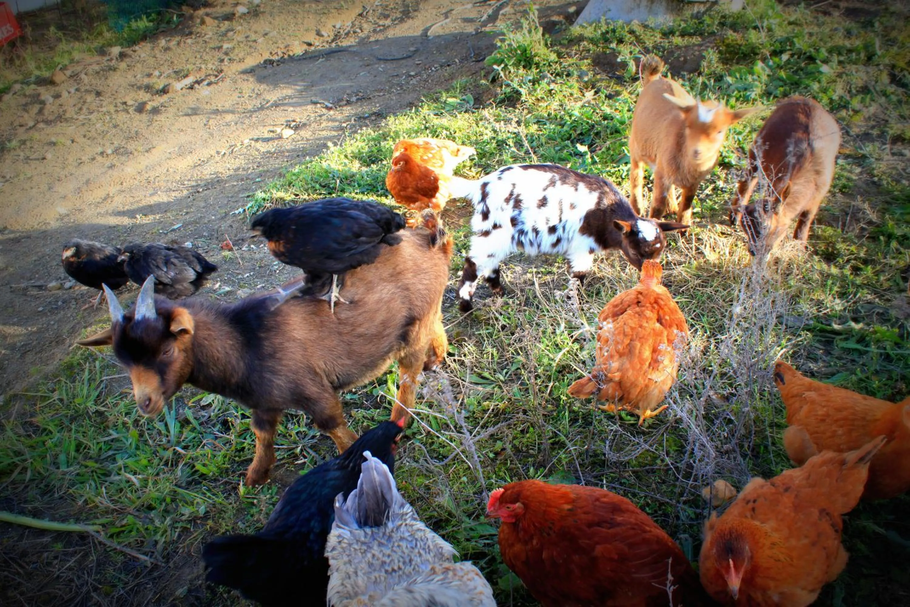 Animals in Hotel O Gato - Edificio Standard