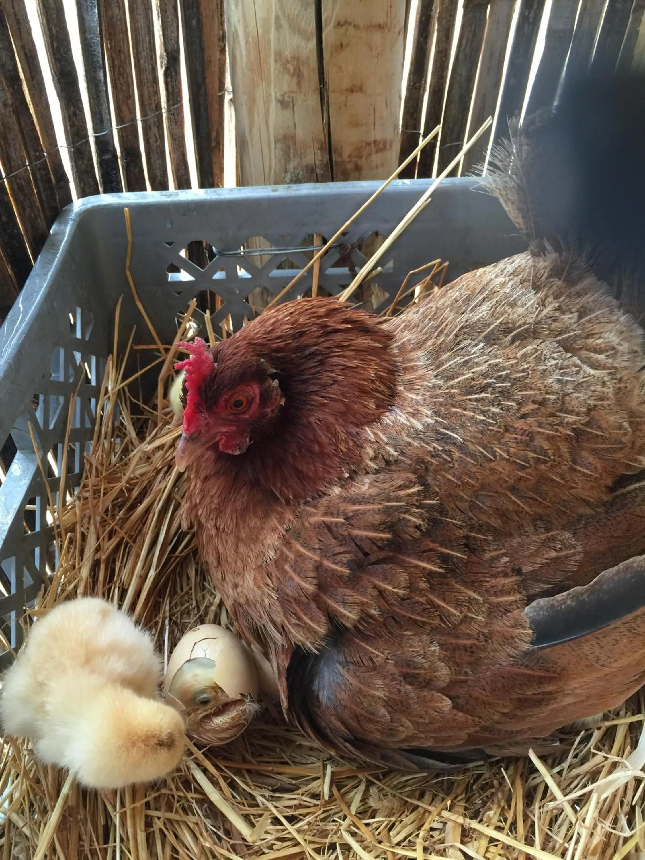 Activities in Hotel O Gato - Edificio Standard