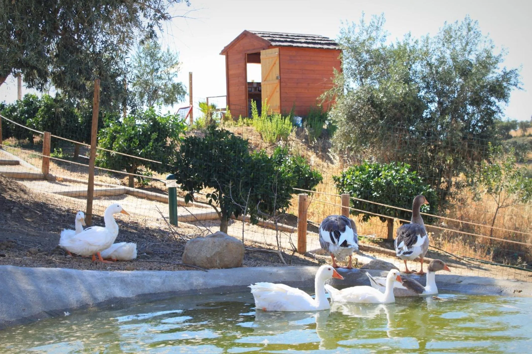 Animals in Hotel O Gato - Edificio Standard