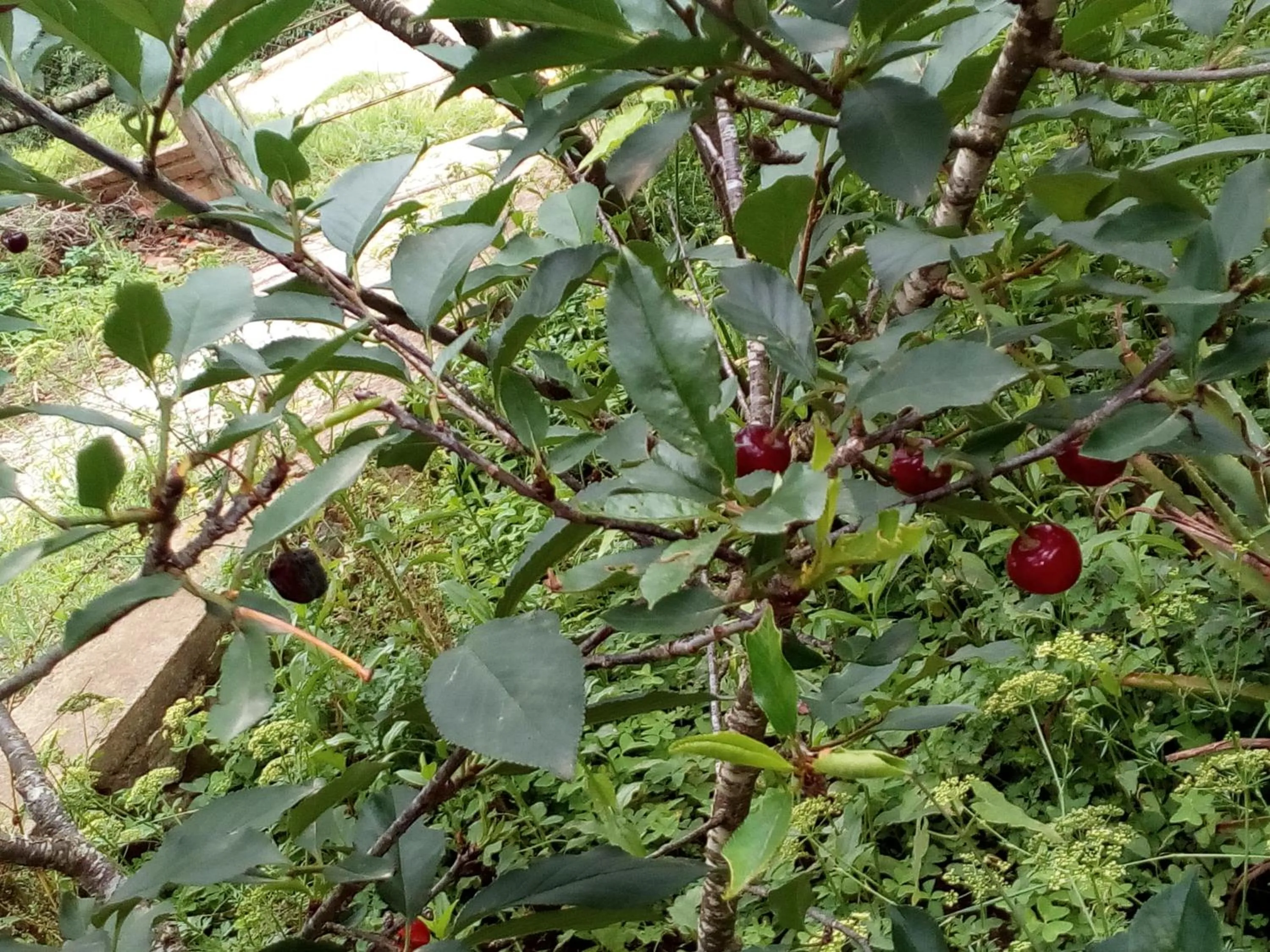 Area and facilities in Cabaña El Mirador Vallegrande