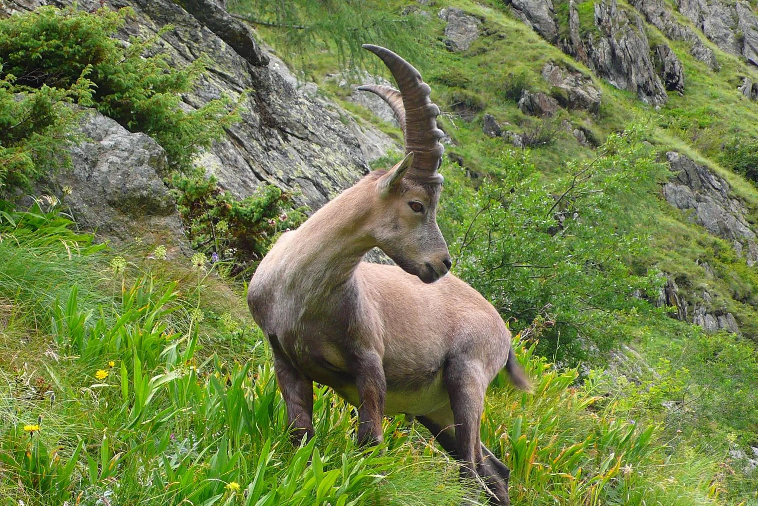 Animals in Heimat - Das Natur Resort