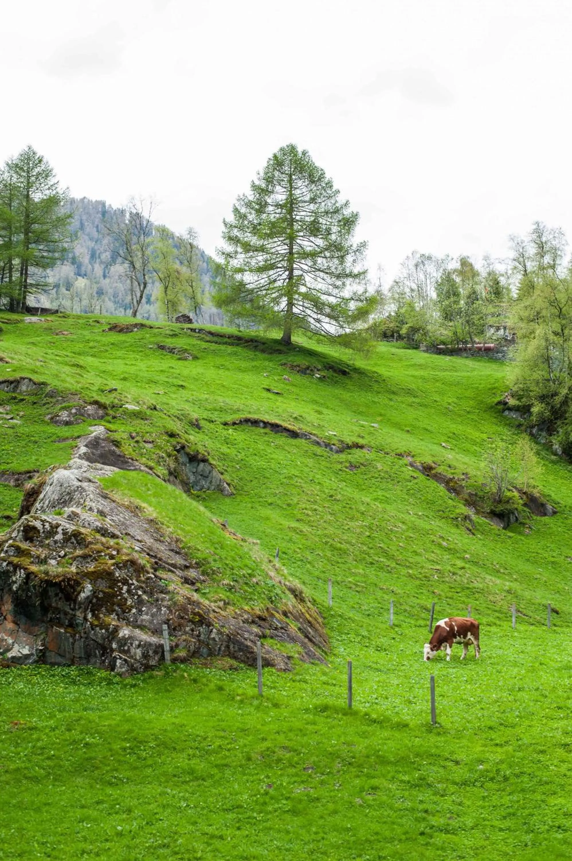 Natural landscape in Heimat - Das Natur Resort
