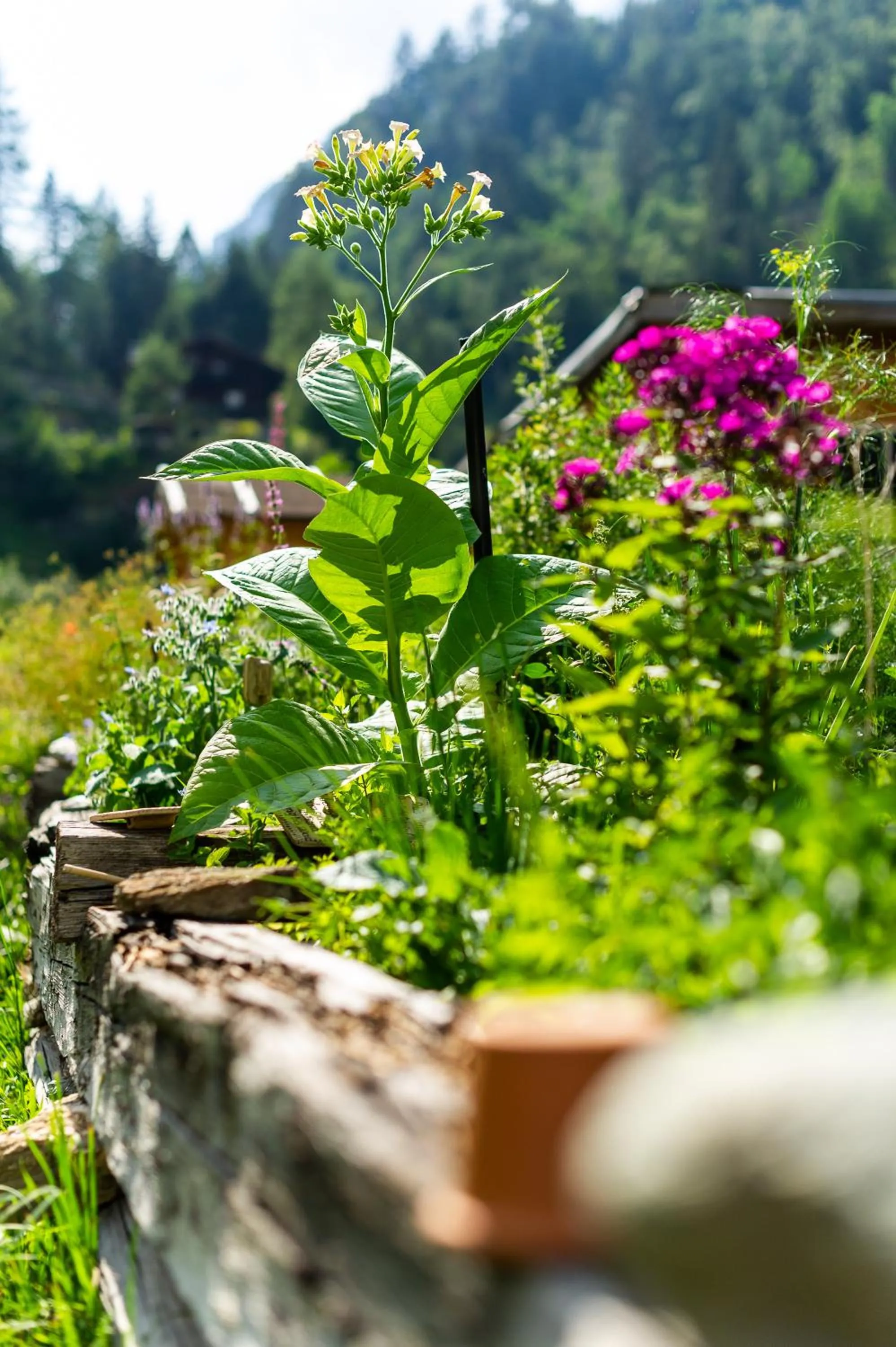 Spring in Heimat - Das Natur Resort