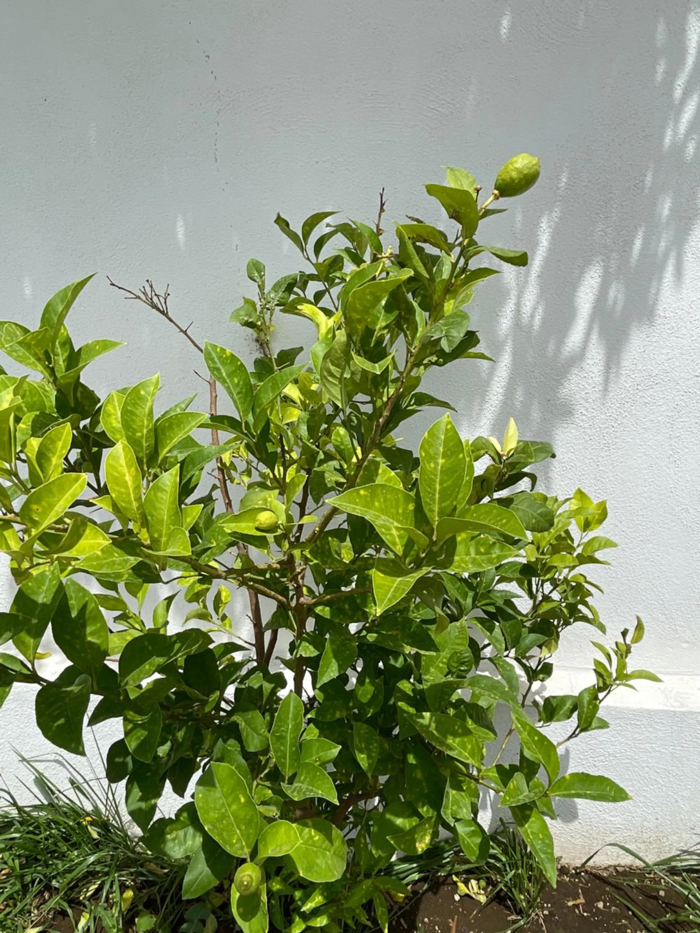 Garden in Grand Hotel Royal