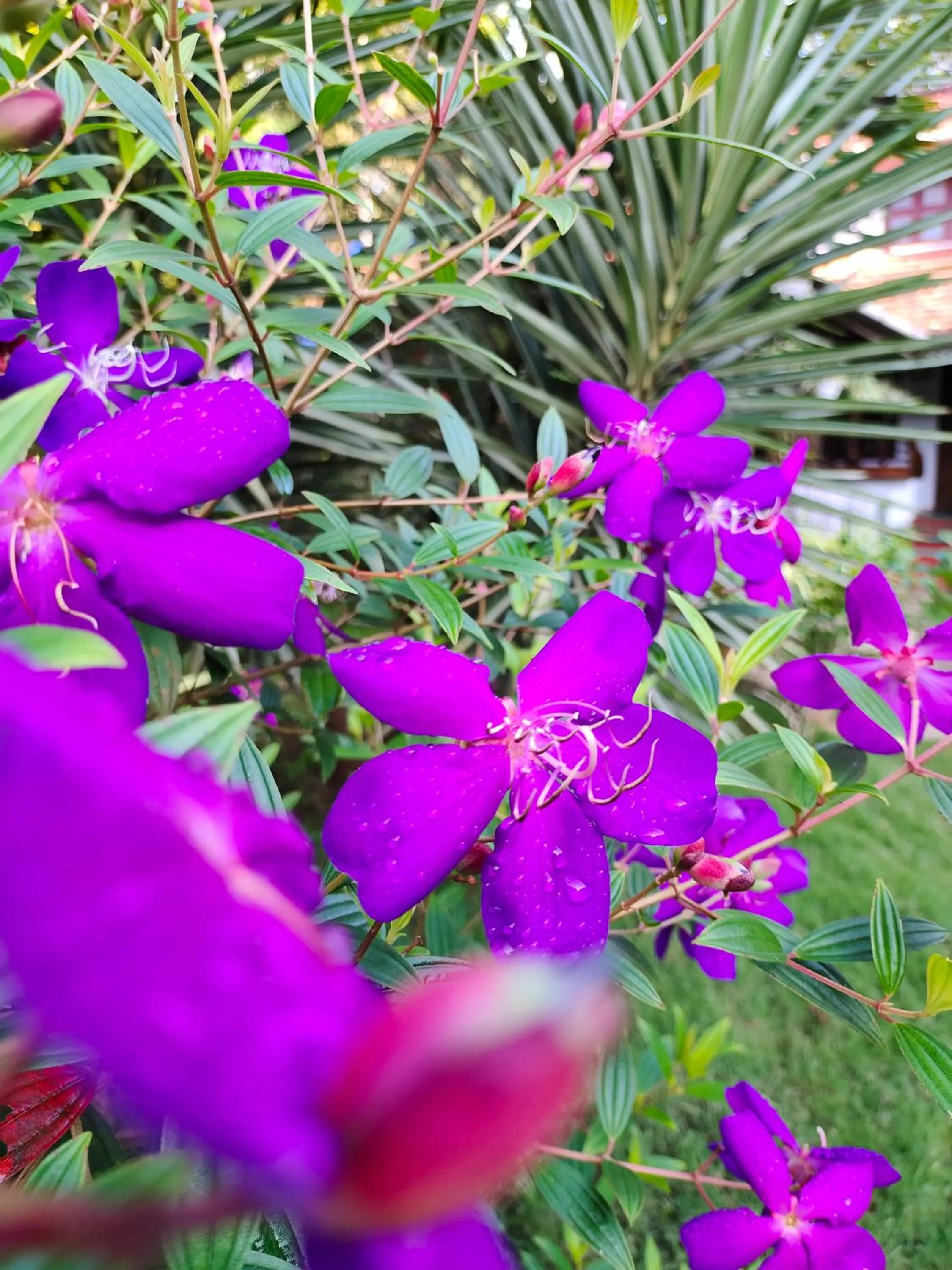 Anamala Serenity Homestay Kerala