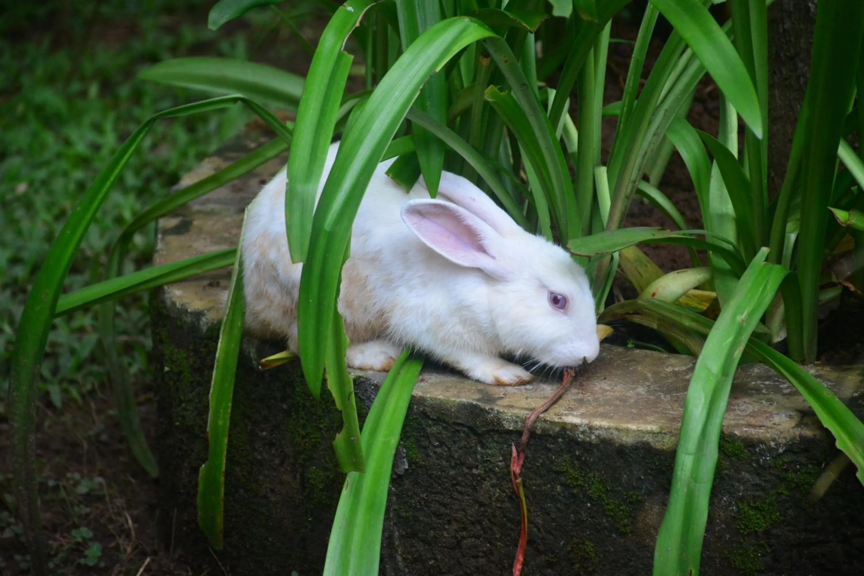 Animals in Anamala Serenity Homestay Kerala