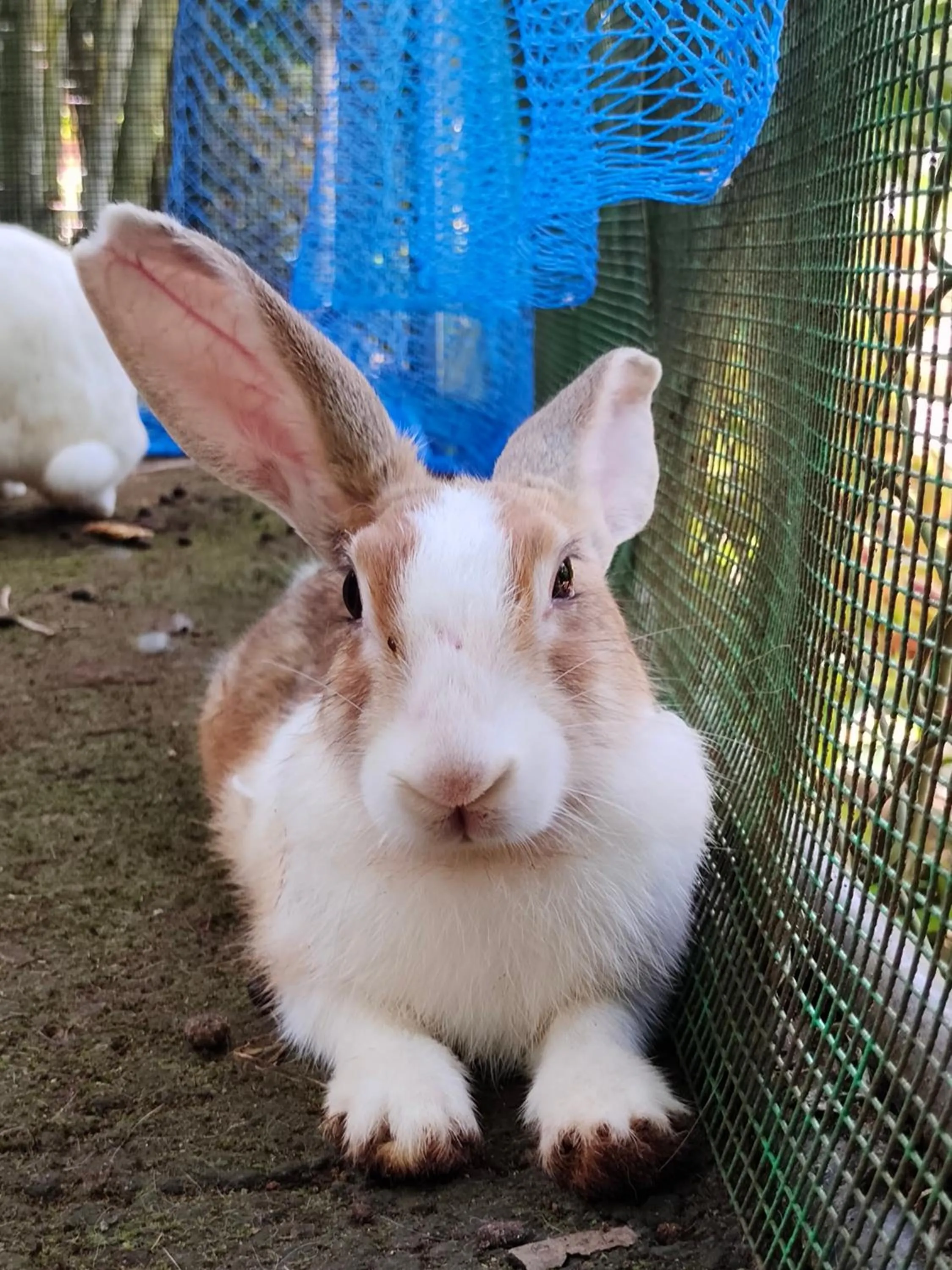 Animals in Anamala Serenity Homestay Kerala