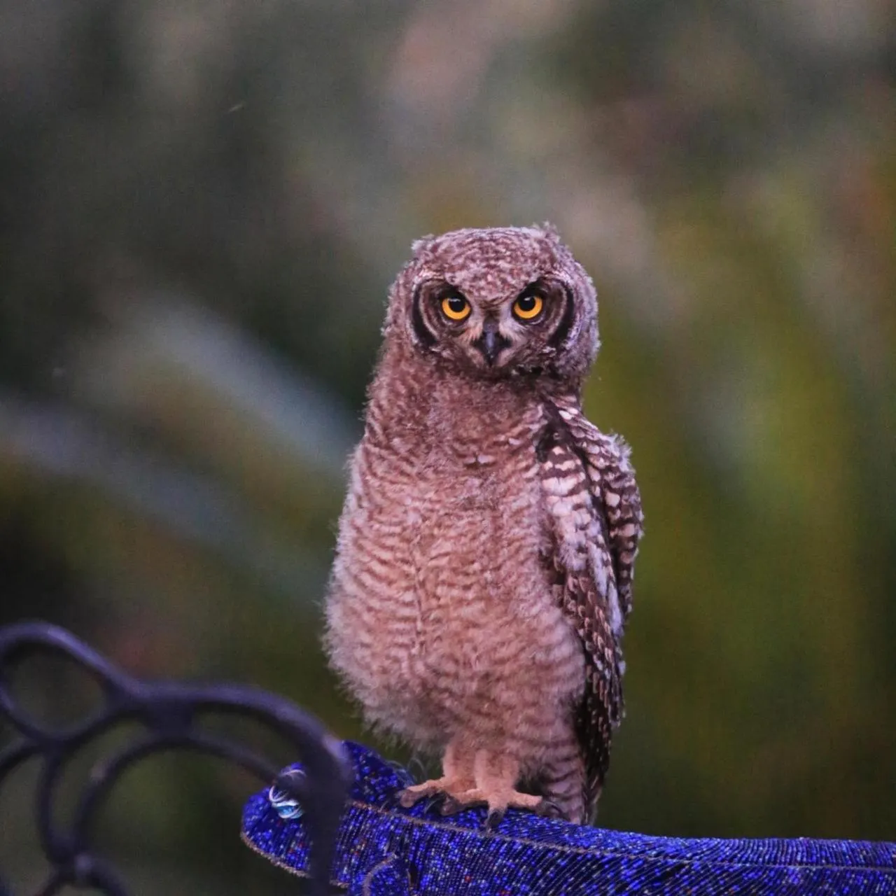 Animals in Sanddrif Stellenbosch Guest Farm