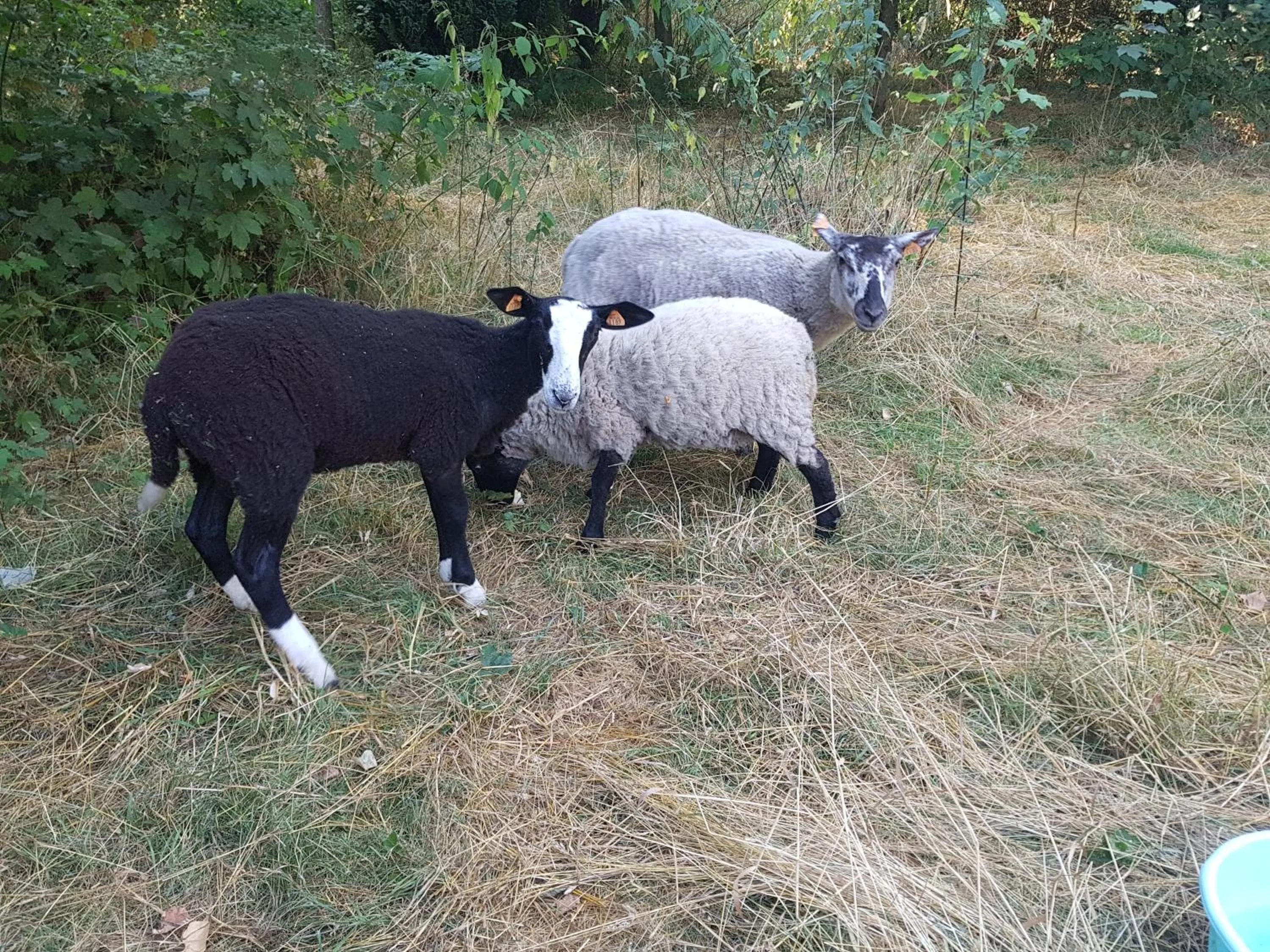 Pets in Château Lambert Moulinsart Hotel, shuttle airport, long term parking, snooker, large terrasse, dinner, breakfast